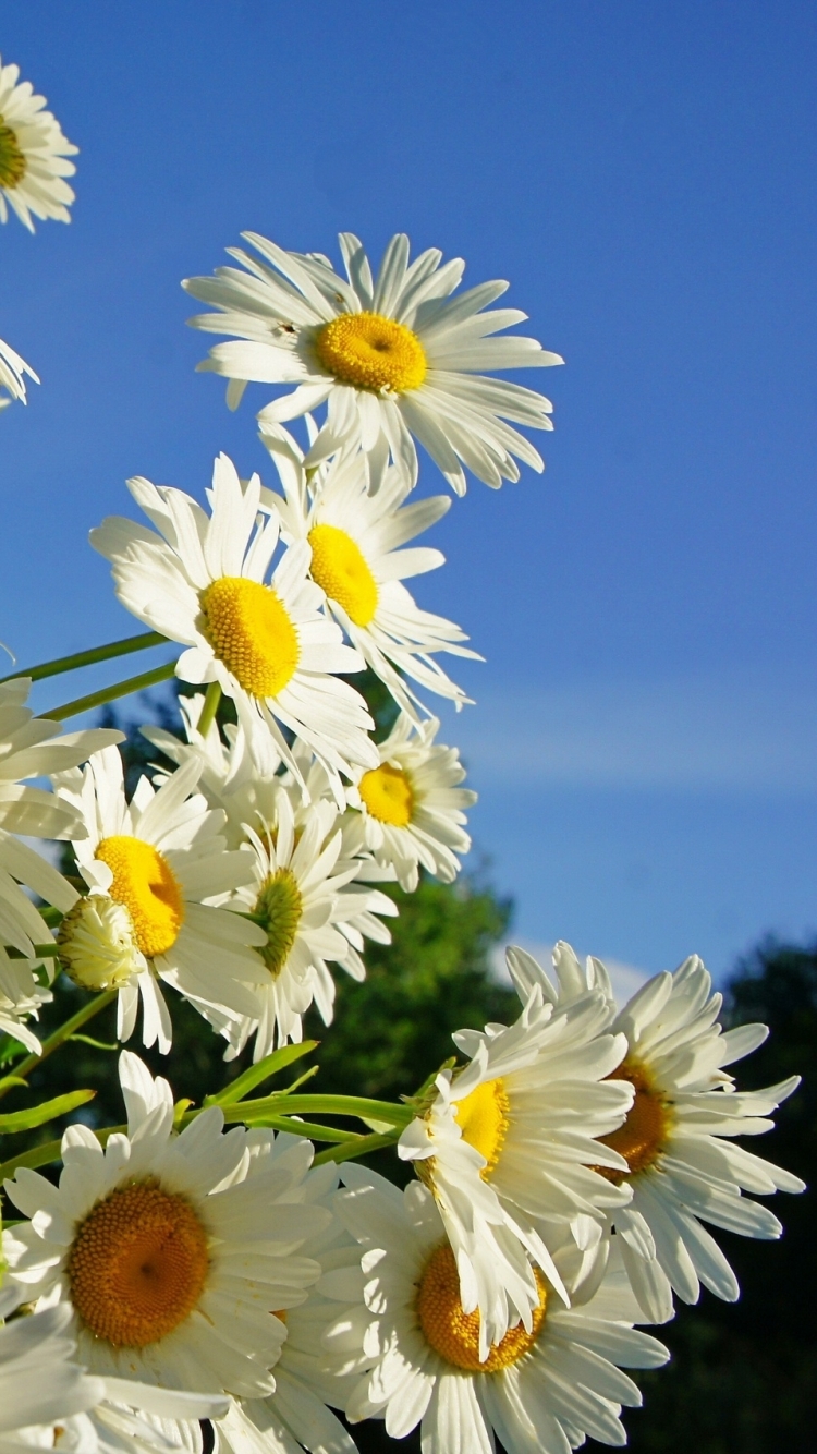 Download mobile wallpaper Flowers, Earth, Daisy for free.