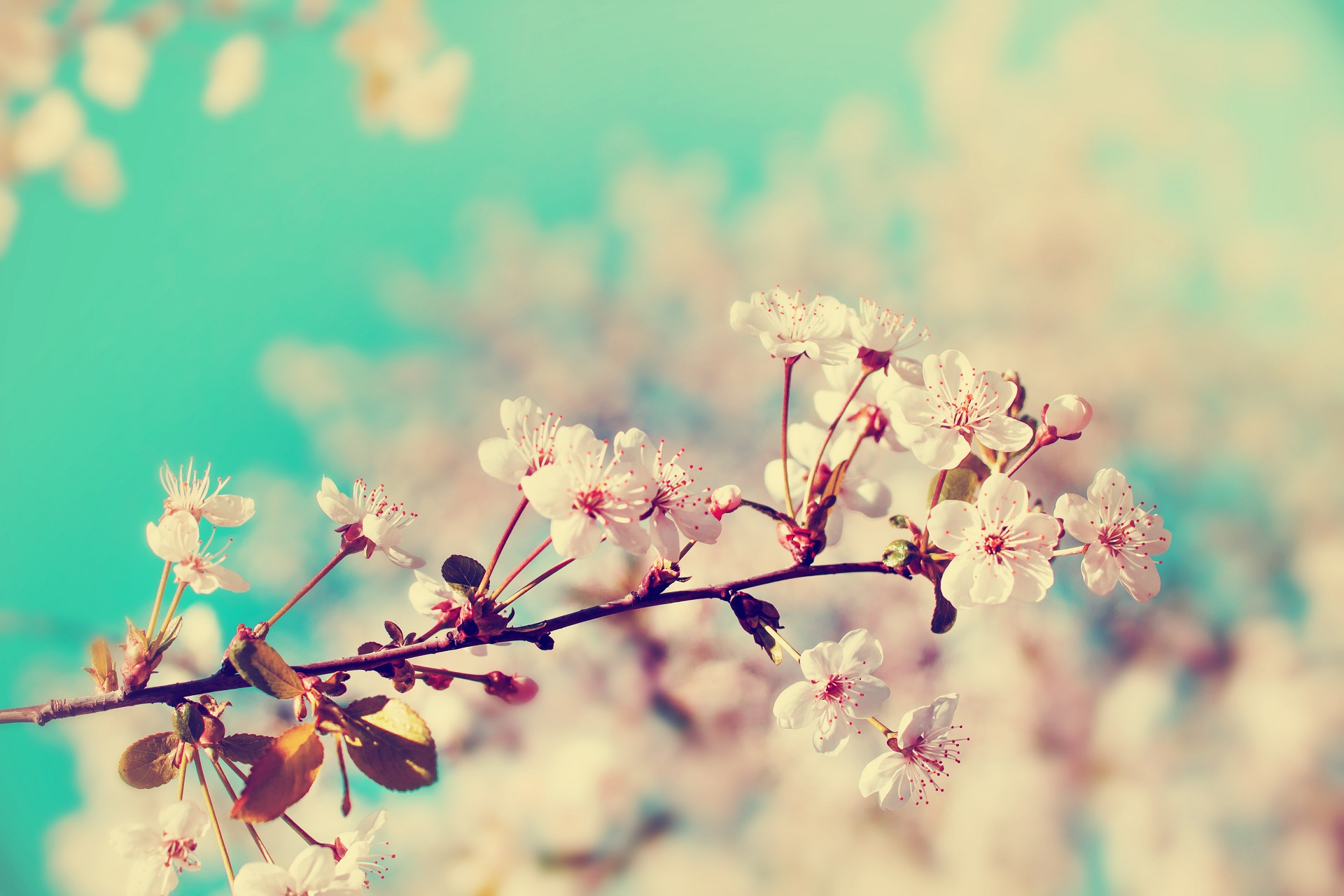 Download mobile wallpaper Flowers, Branch, Earth, Blossom for free.