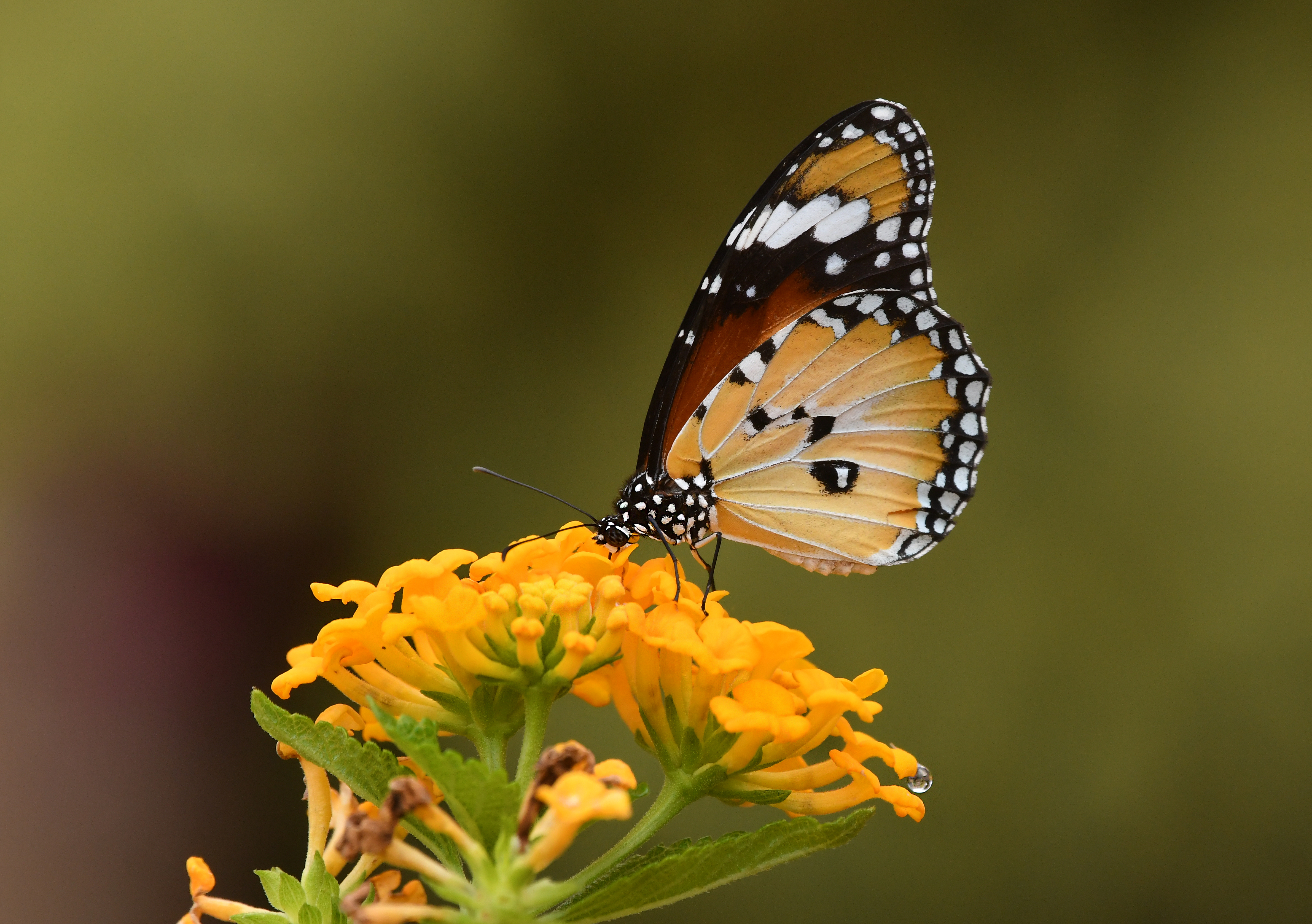 Laden Sie das Blume, Makro, Unschärfe, Verwischen, Insekt, Schmetterling-Bild kostenlos auf Ihren PC-Desktop herunter