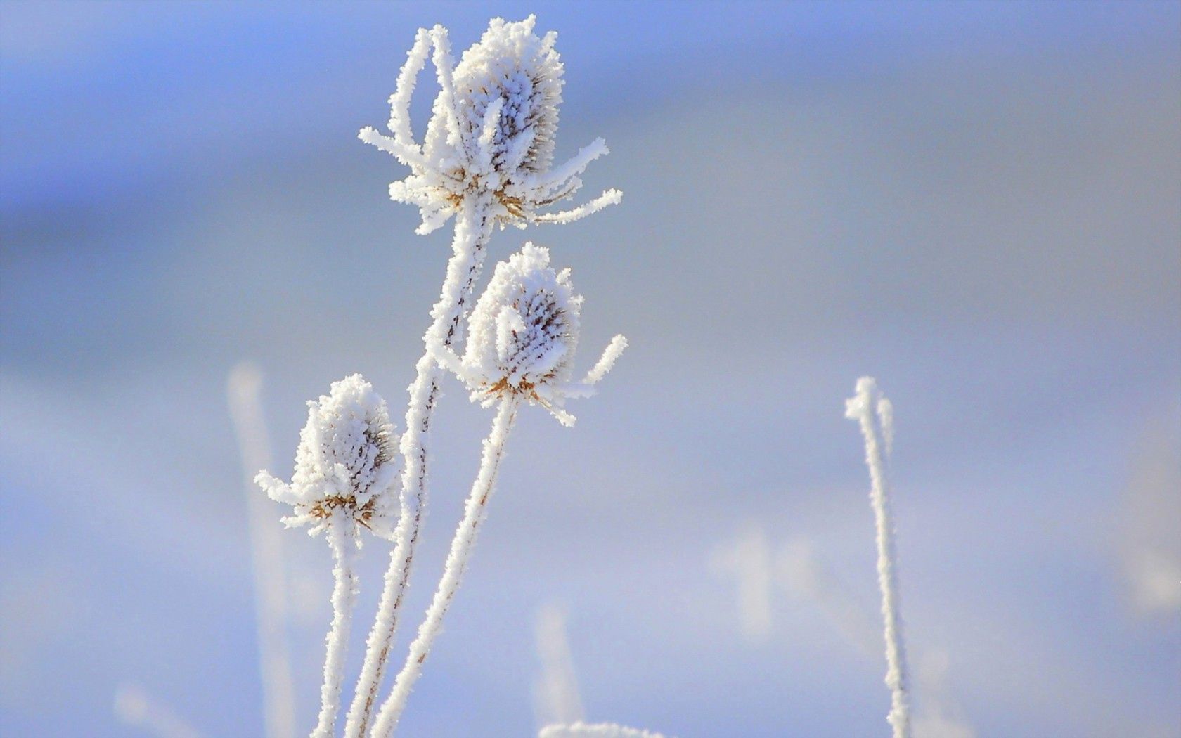 Laden Sie das Makro, Schnee, Blume-Bild kostenlos auf Ihren PC-Desktop herunter