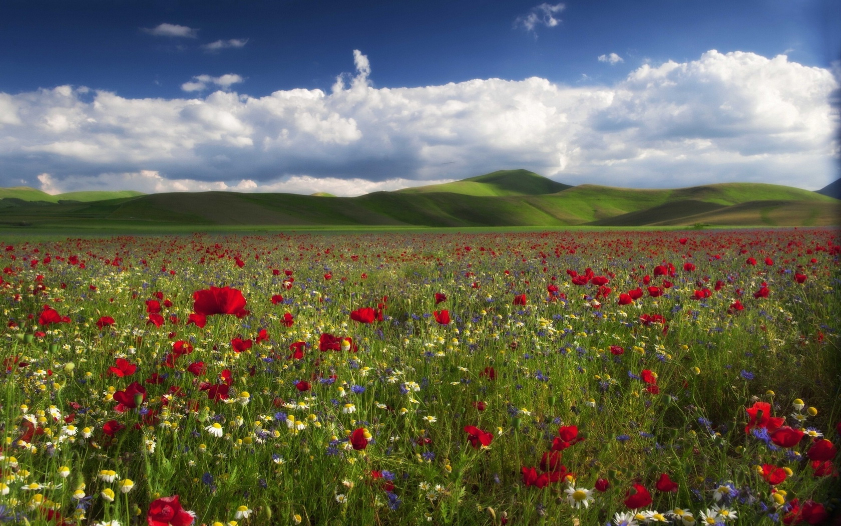 Download mobile wallpaper Flowers, Earth, Poppy for free.