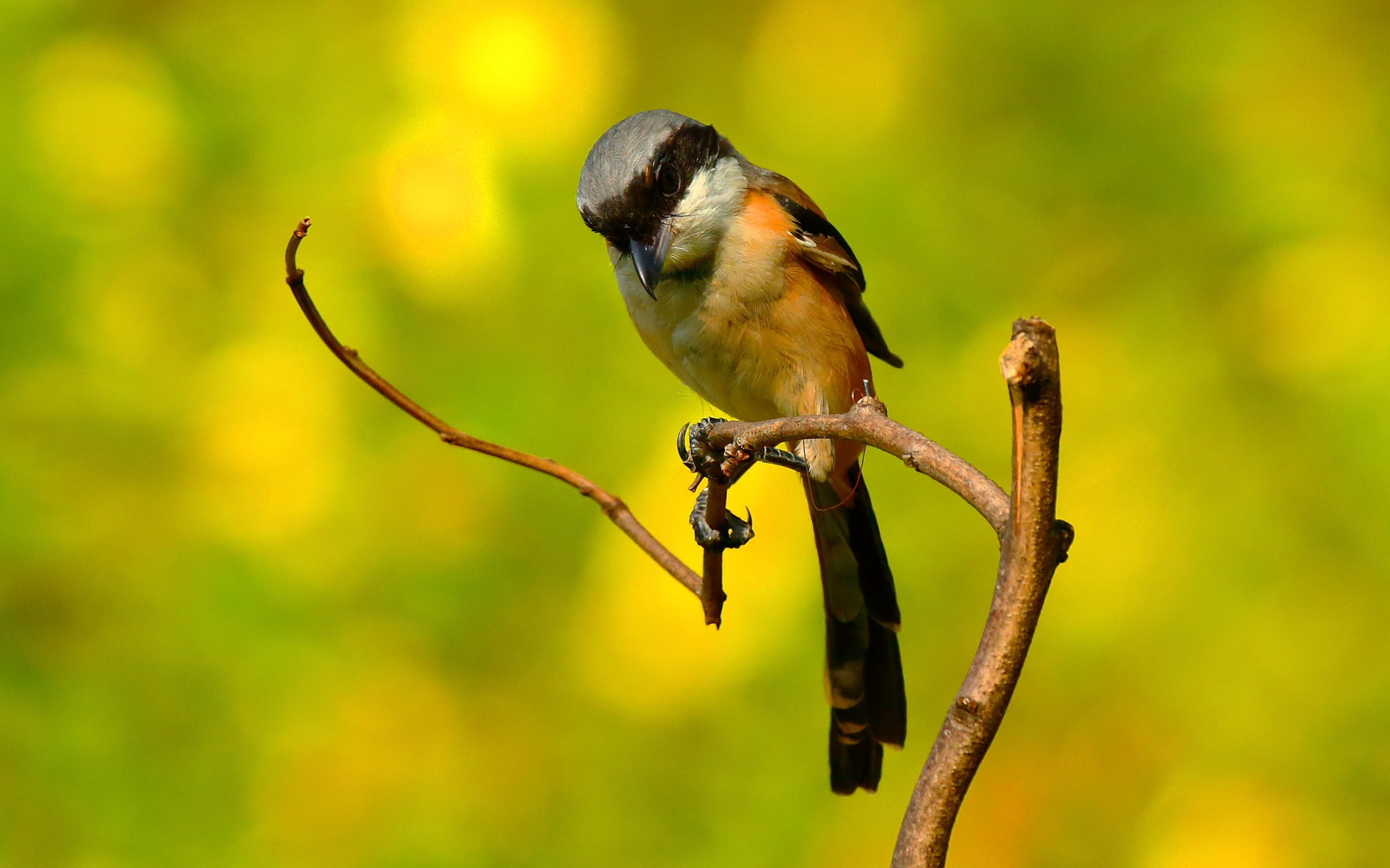 Laden Sie das Vogel, Vögel, Tiere-Bild kostenlos auf Ihren PC-Desktop herunter