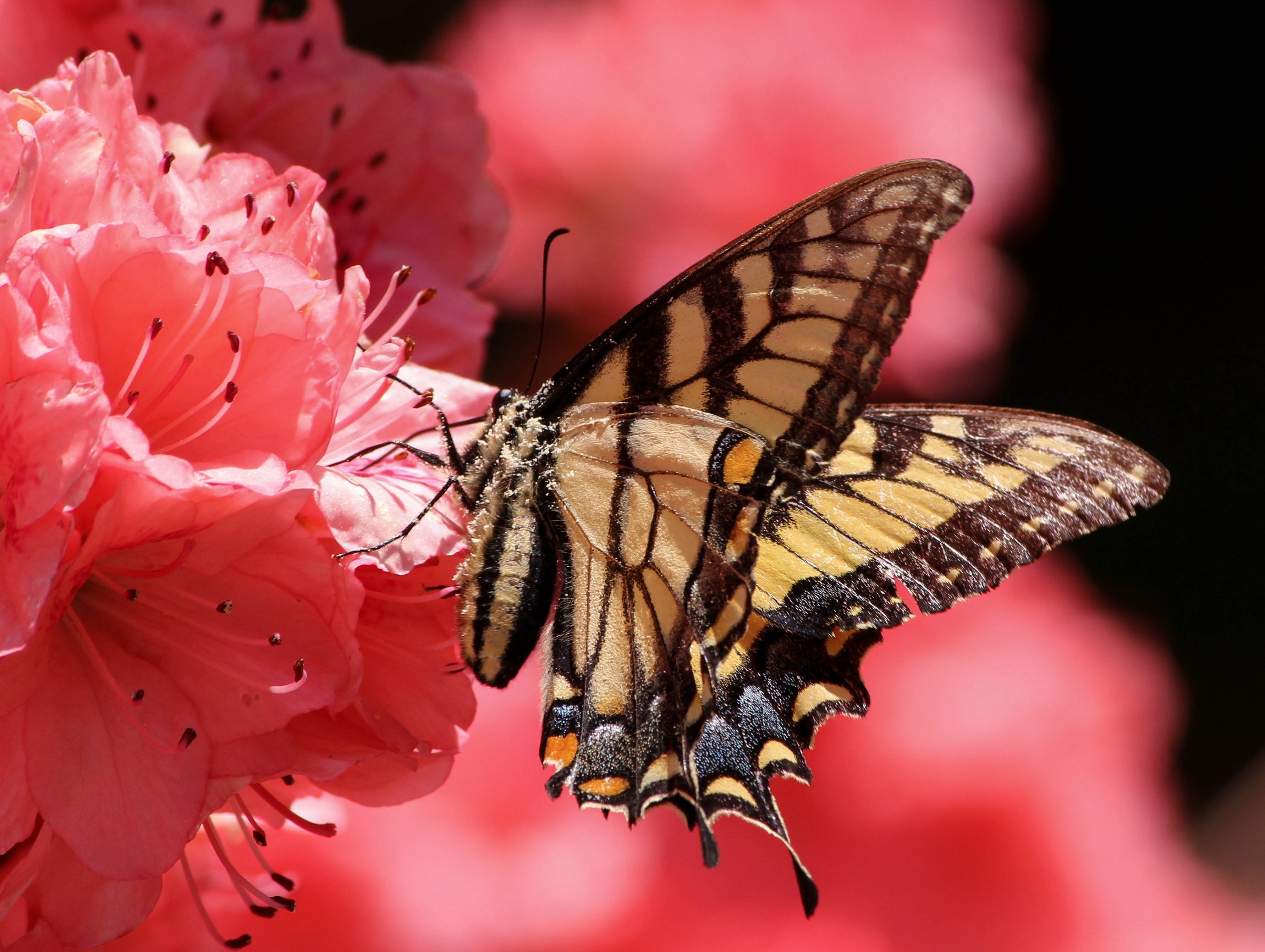 Download mobile wallpaper Flower, Close Up, Butterfly, Animal, Petal, Pink Flower for free.