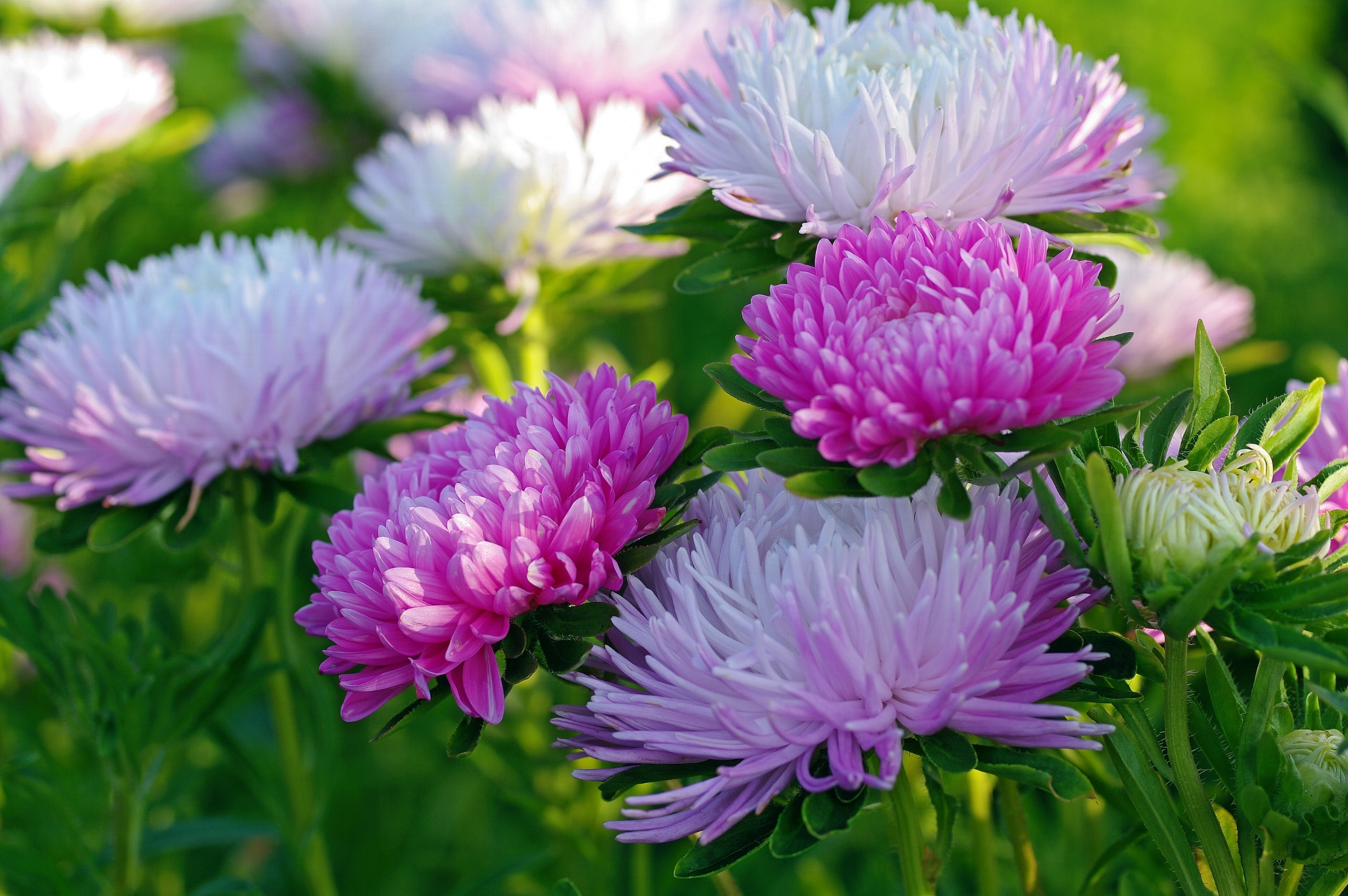 Laden Sie das Natur, Blumen, Blume, Weiße Blume, Erde/natur, Pinke Blume-Bild kostenlos auf Ihren PC-Desktop herunter