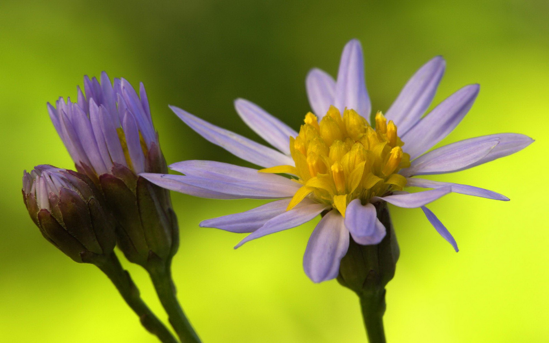 Téléchargez gratuitement l'image Fleurs, Fleur, Terre/nature sur le bureau de votre PC