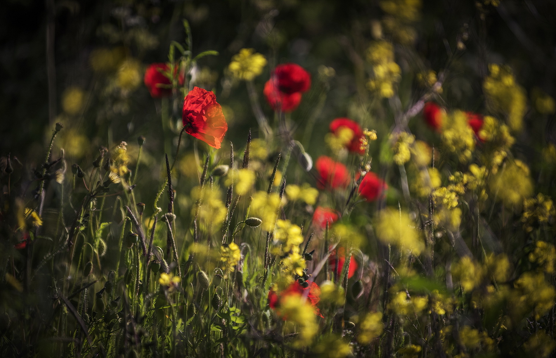 Download mobile wallpaper Nature, Flowers, Summer, Flower, Blur, Earth, Poppy, Red Flower for free.