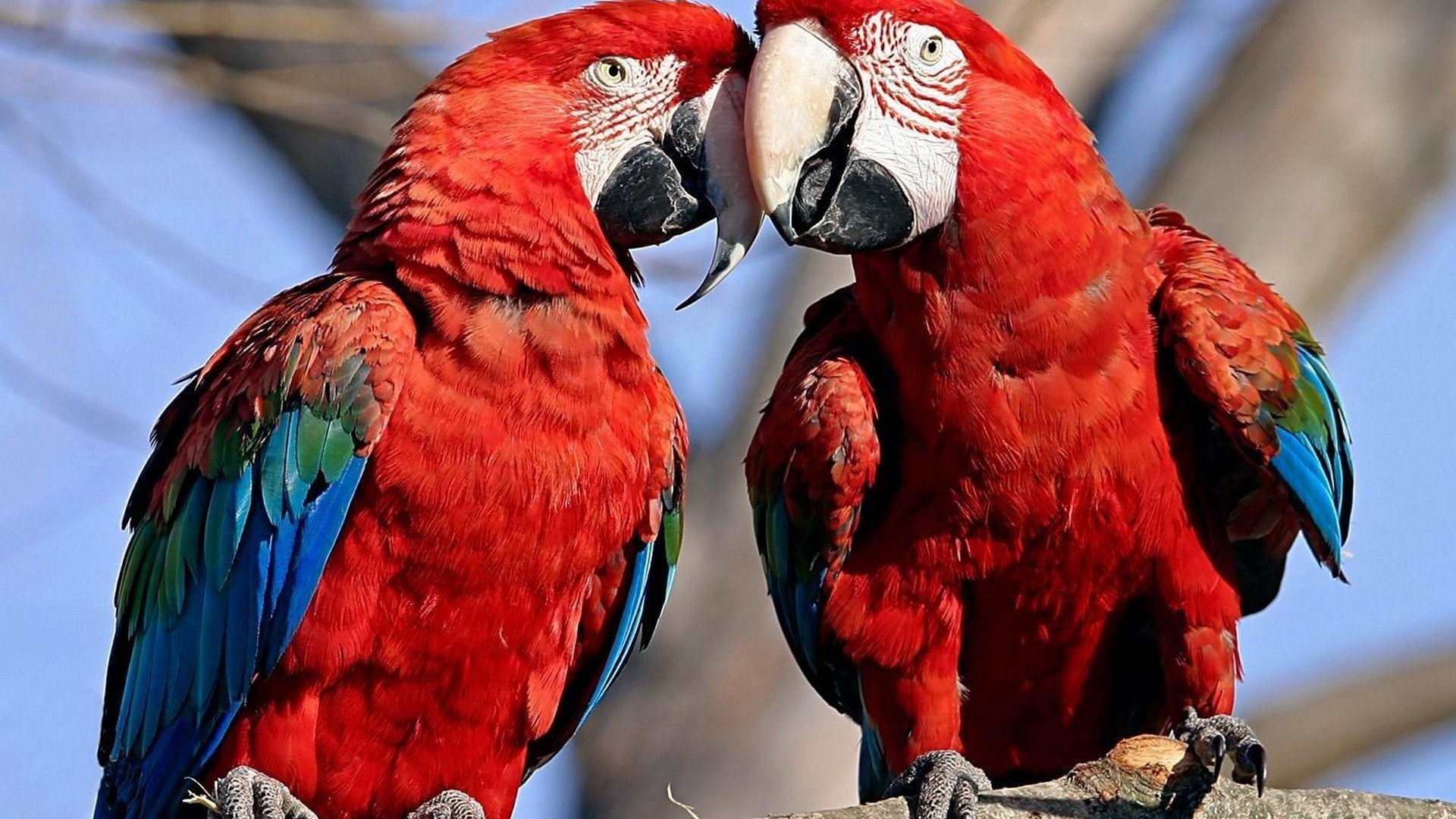 Download mobile wallpaper Bird, Animal, Macaw, Red And Green Macaw for free.