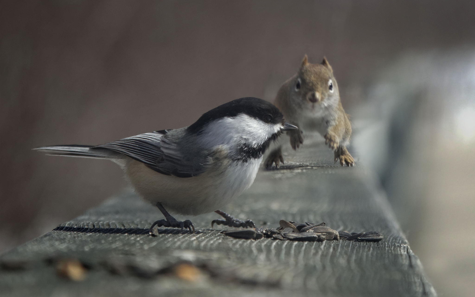 Free download wallpaper Squirrel, Bird, Animal, Other on your PC desktop