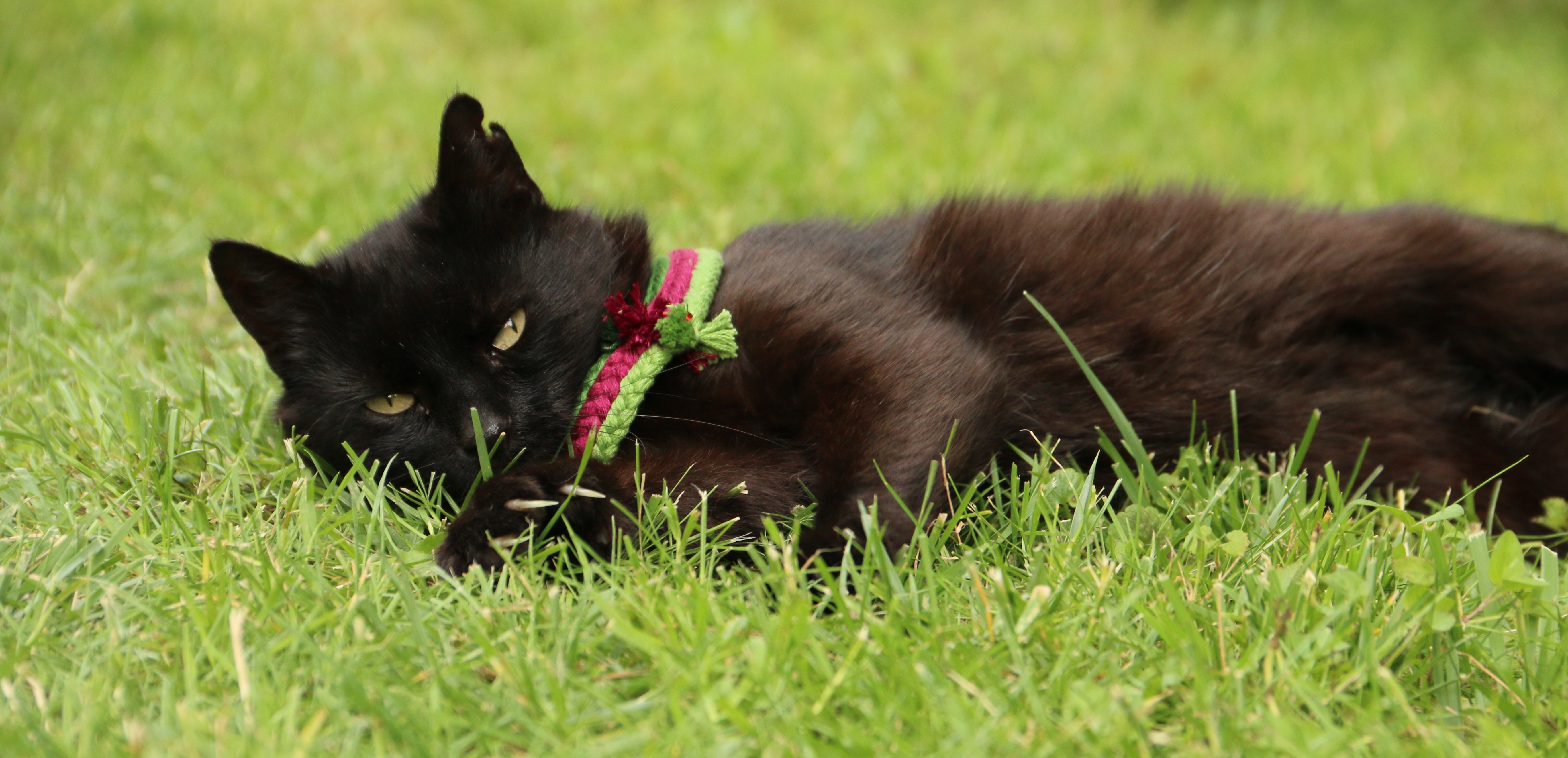 Handy-Wallpaper Tiere, Katzen, Katze kostenlos herunterladen.