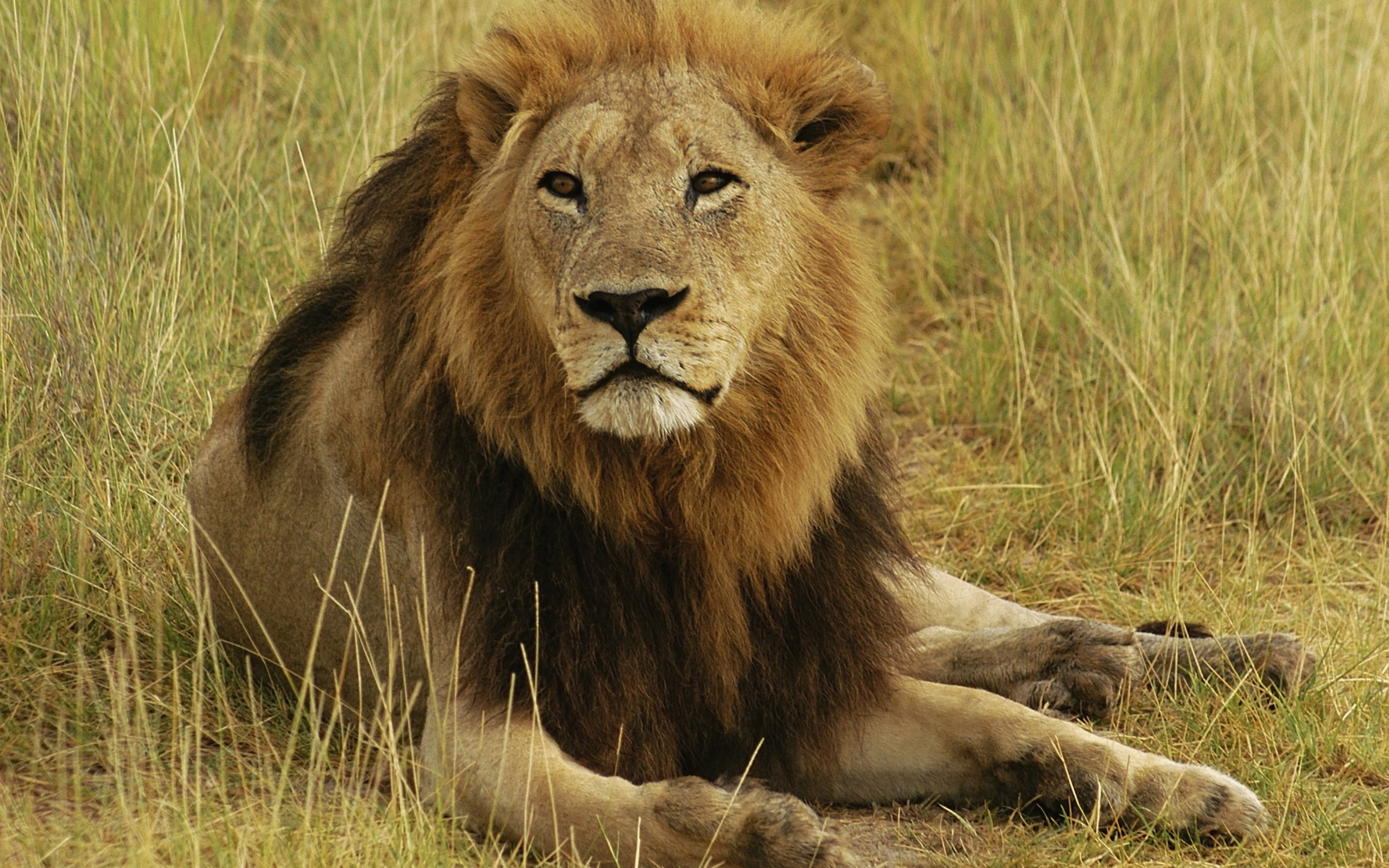 Téléchargez gratuitement l'image Animaux, Chats, Lion sur le bureau de votre PC