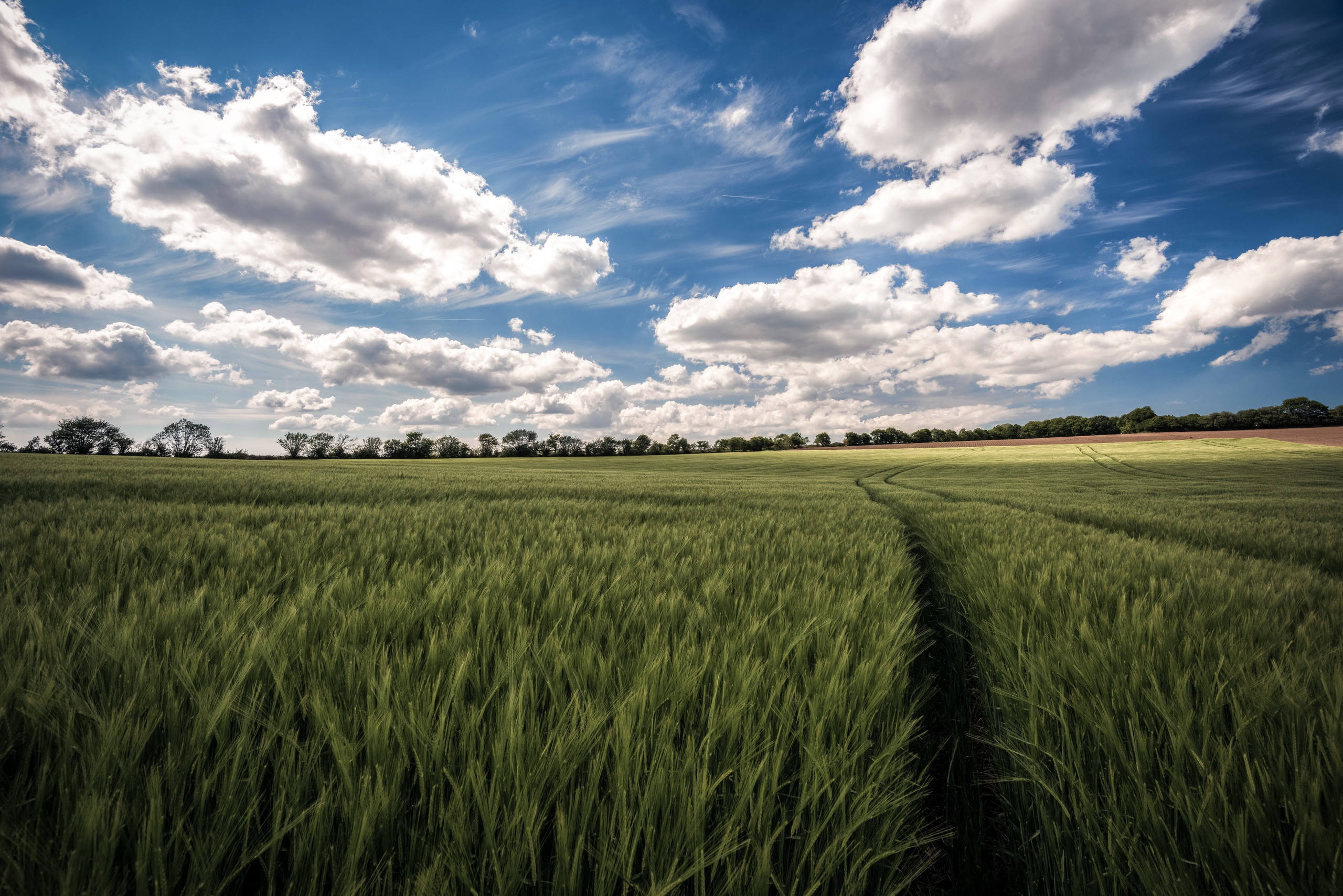 Download mobile wallpaper Sky, Summer, Wheat, Earth, Field, Cloud for free.