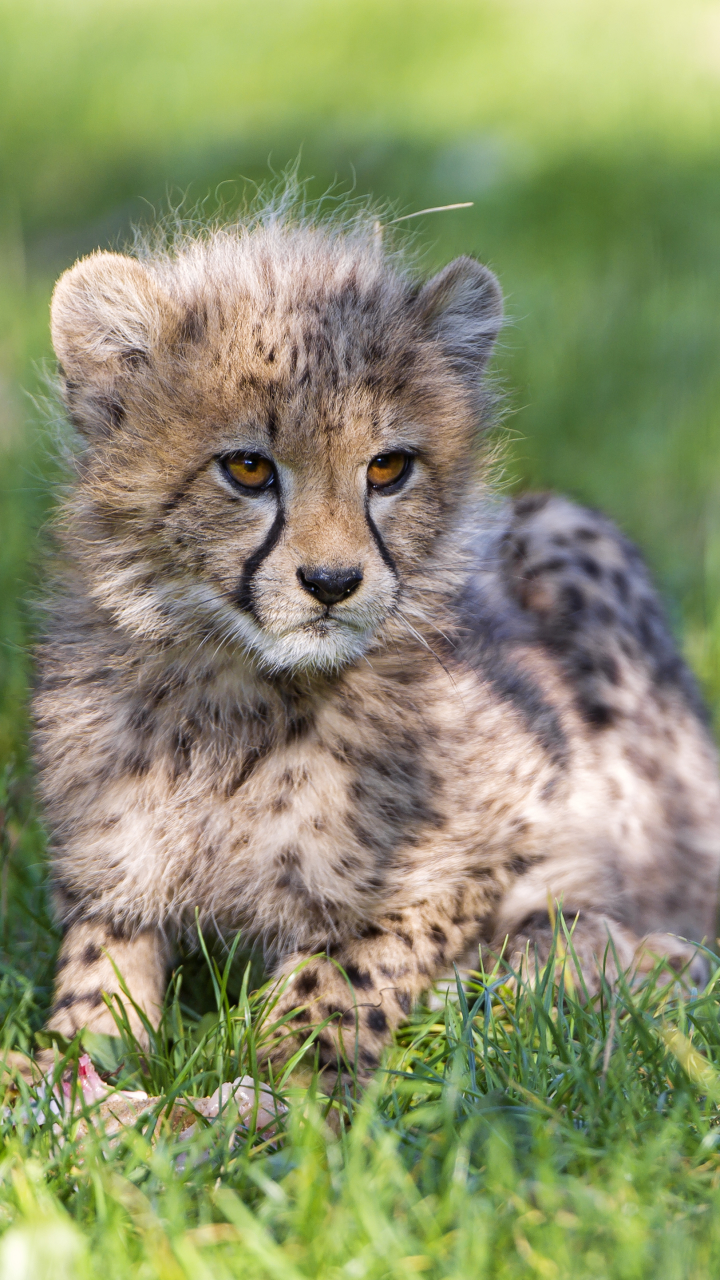 Download mobile wallpaper Cats, Grass, Cheetah, Animal, Cub for free.