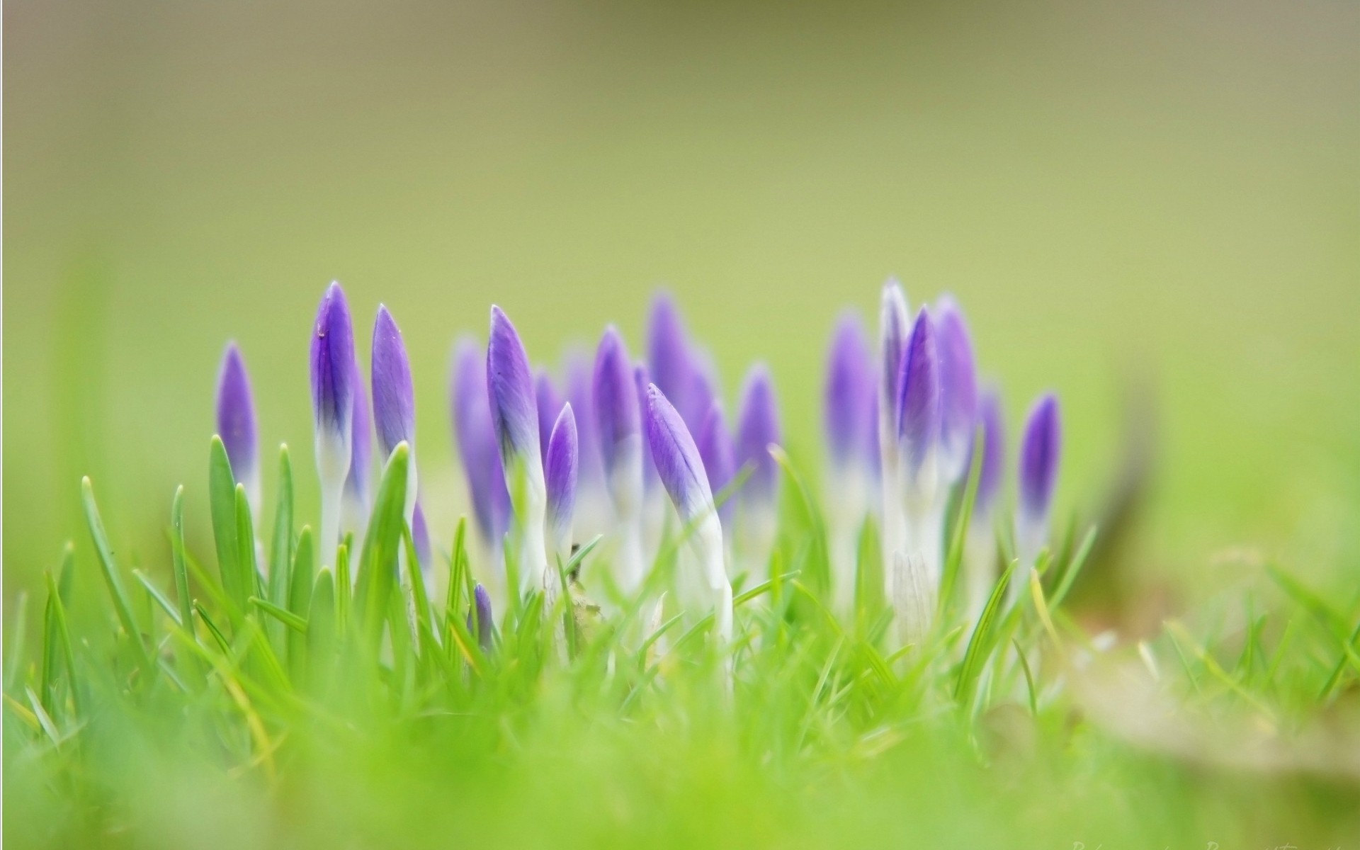 Descarga gratis la imagen Flores, Flor, Tierra/naturaleza en el escritorio de tu PC