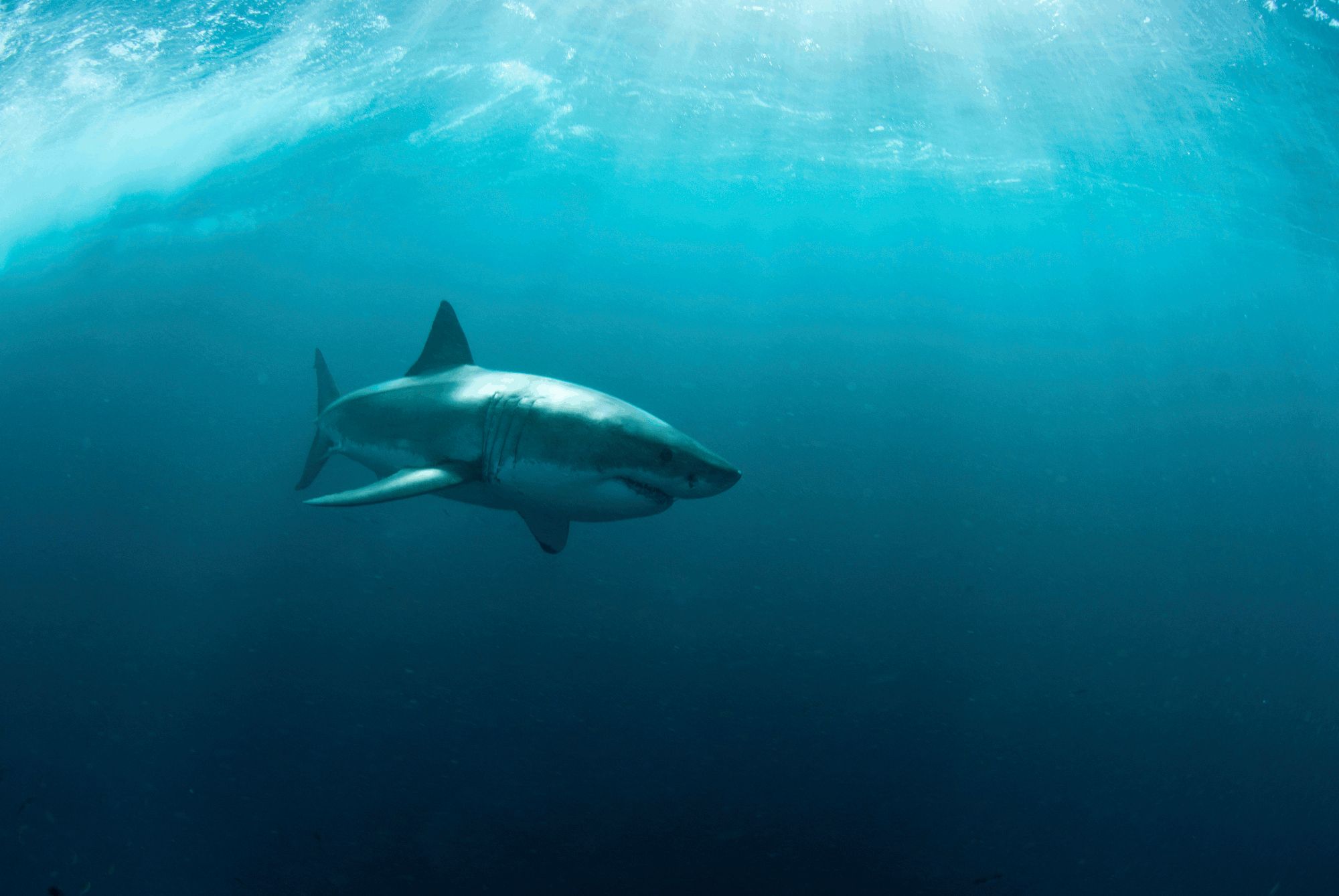 340106 baixar papel de parede animais, grande tubarão branco - protetores de tela e imagens gratuitamente