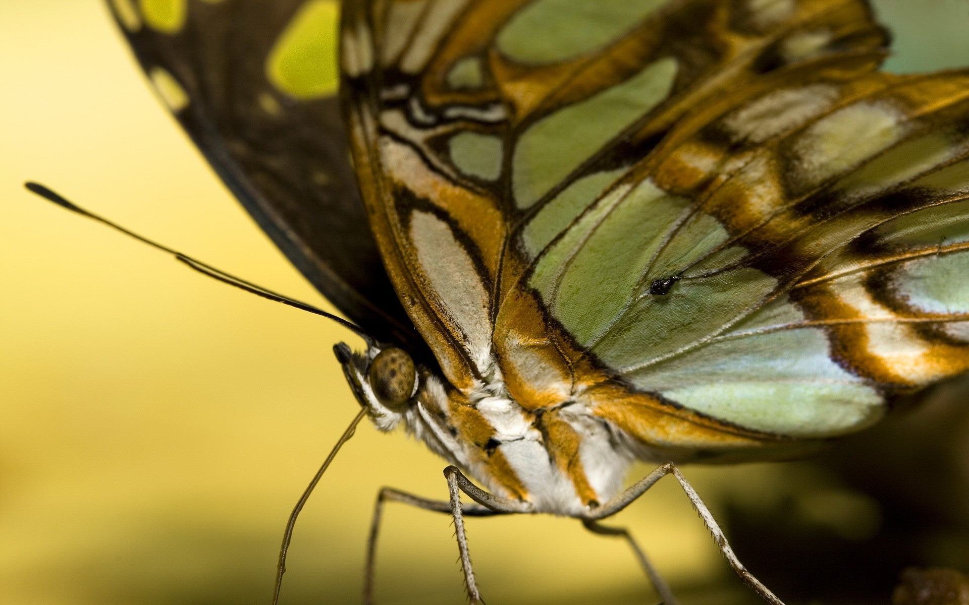 Descarga gratuita de fondo de pantalla para móvil de Animales, Mariposa.