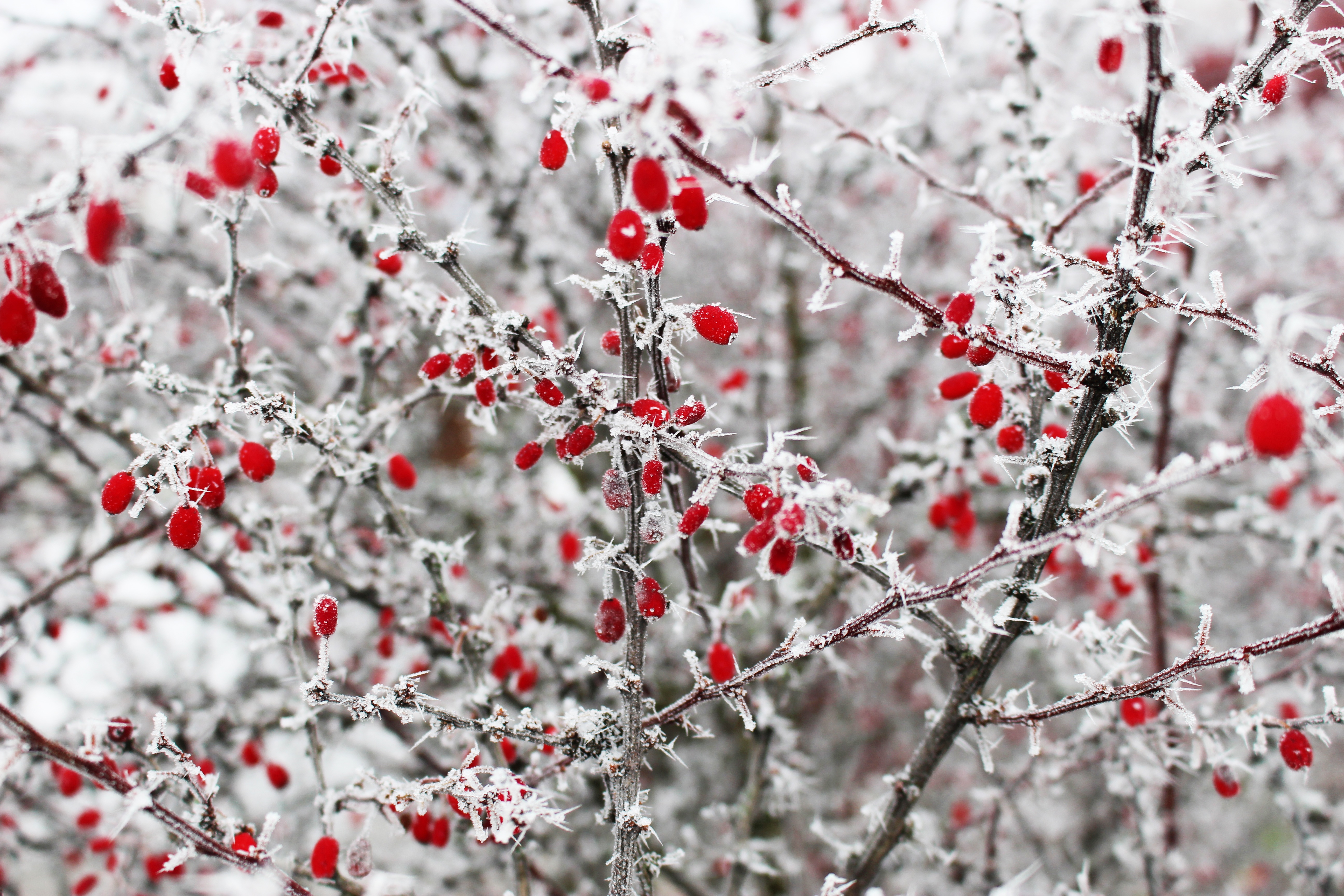 winter, frost, berries, red, macro, branches, thorns, prickles HD wallpaper
