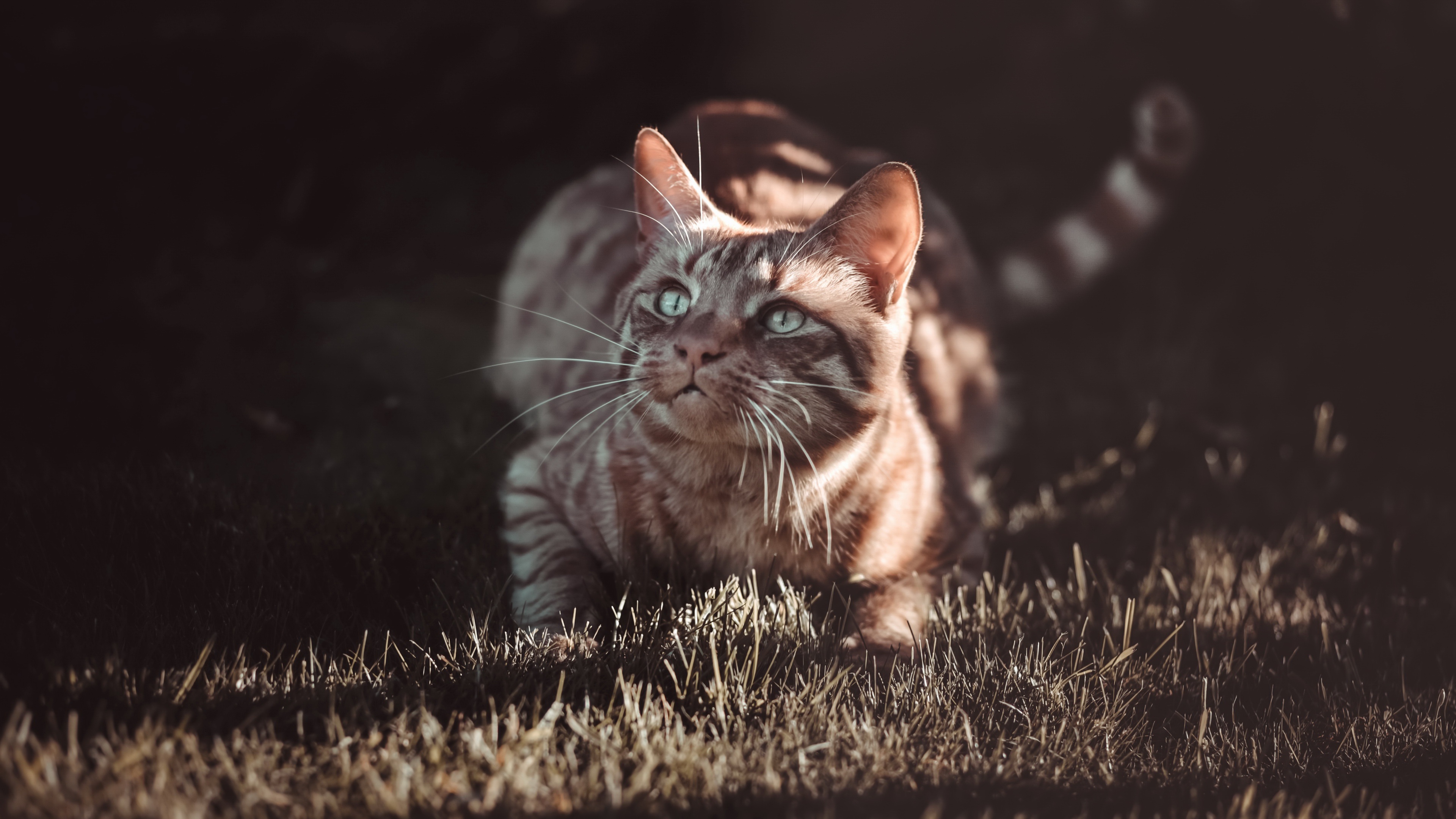 Handy-Wallpaper Tiere, Katzen, Katze kostenlos herunterladen.