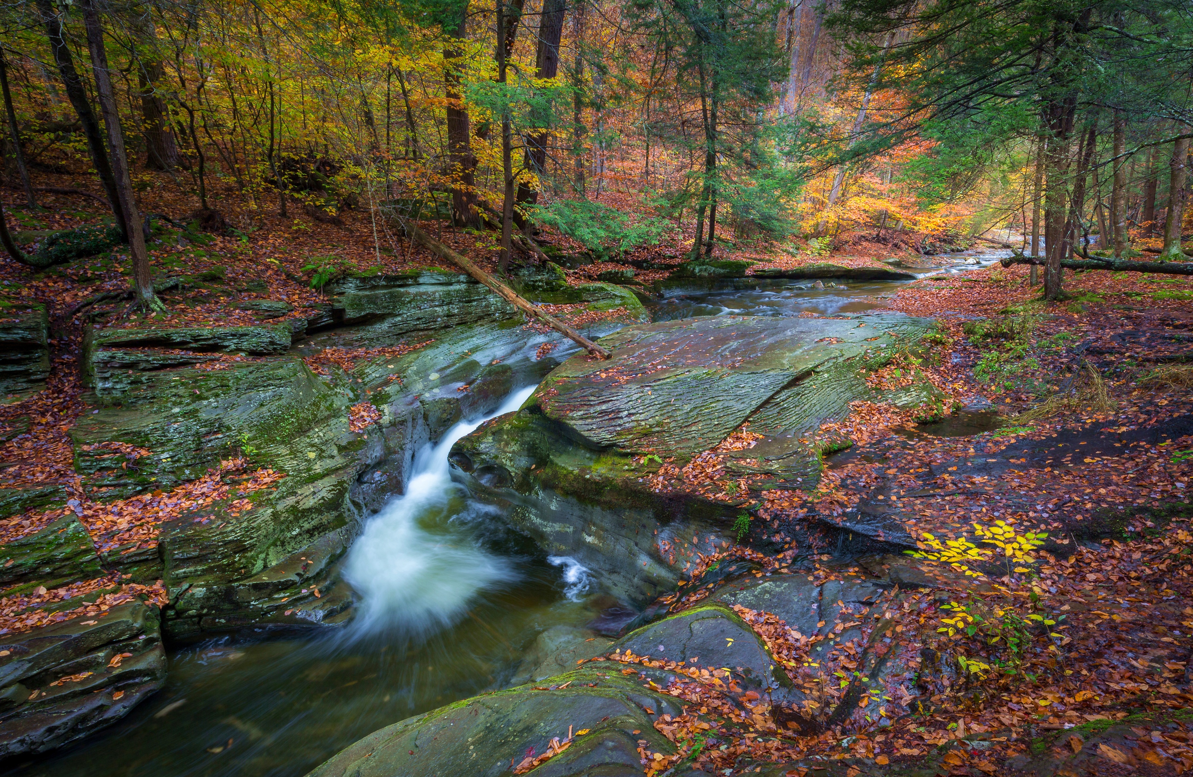 Baixe gratuitamente a imagem Natureza, Outono, Floresta, Corrente, Terra/natureza na área de trabalho do seu PC