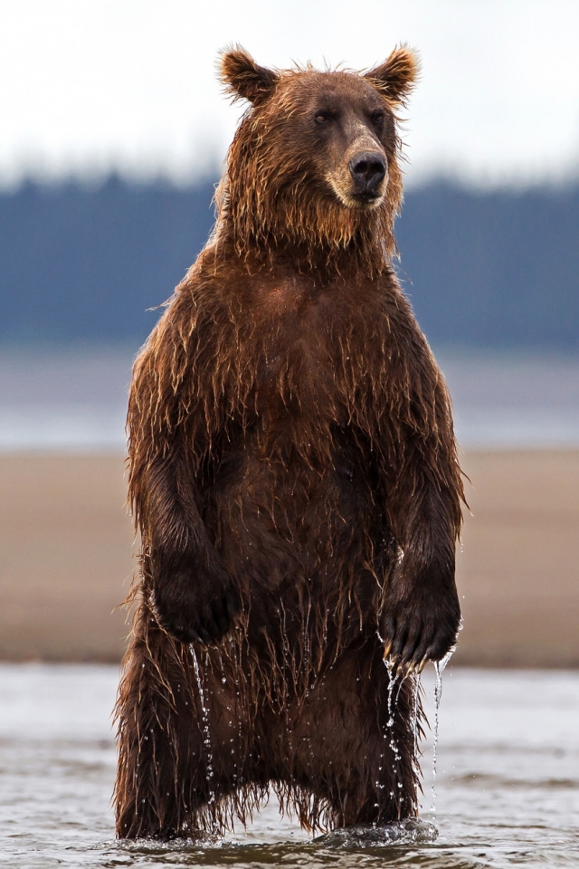 Download mobile wallpaper Bears, Bear, Animal for free.