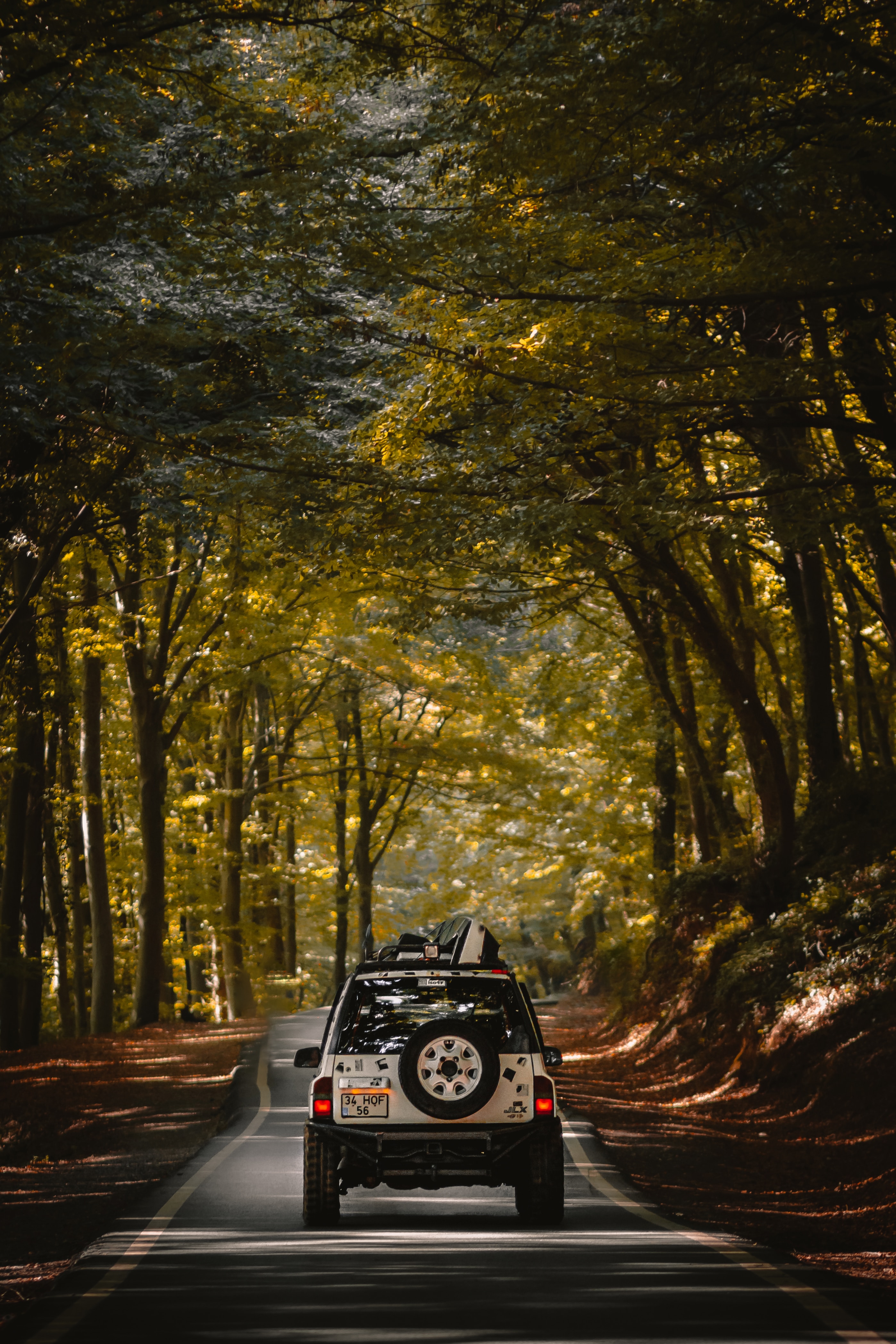 cars, road, forest, car, suv, machine, journey download HD wallpaper
