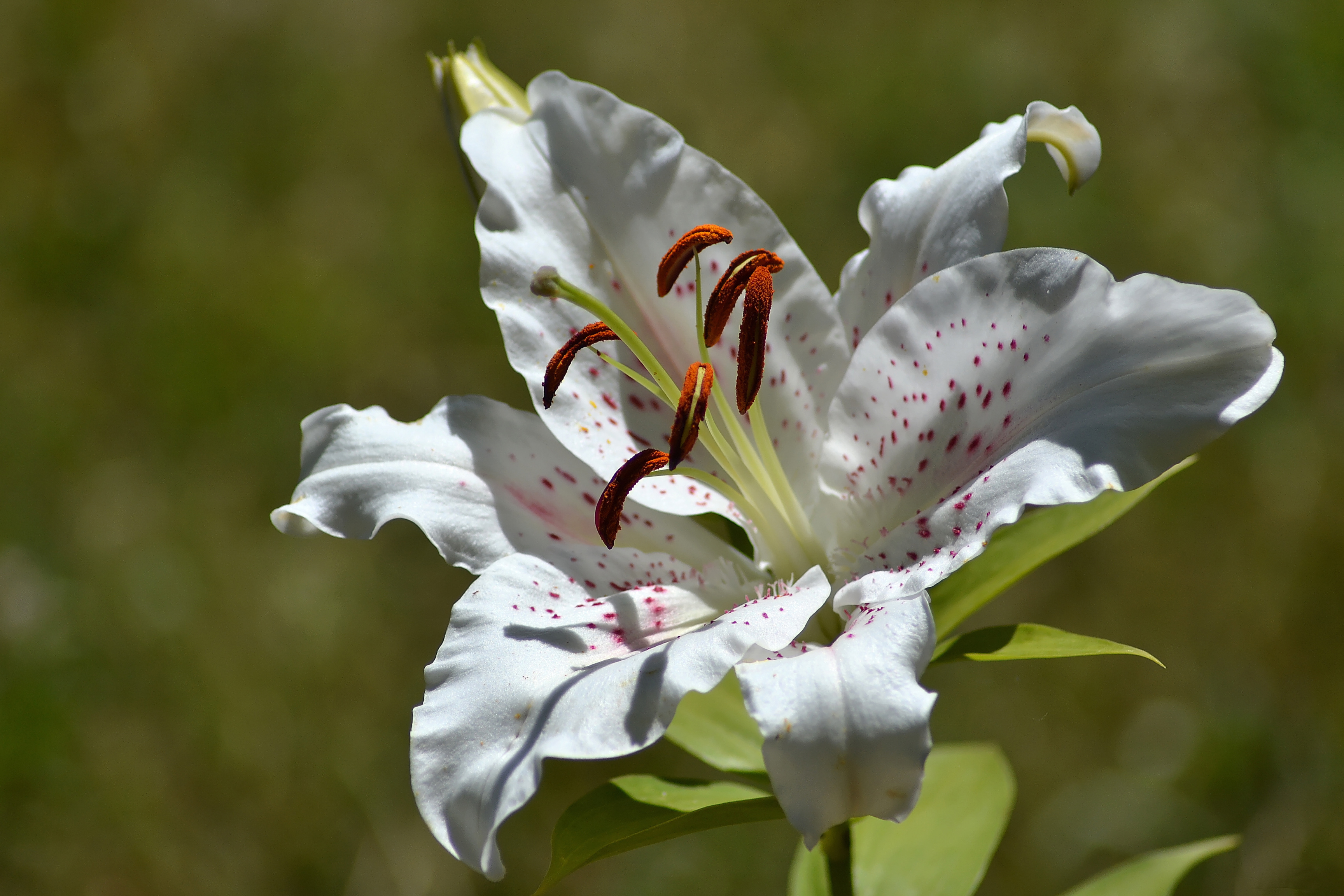 Laden Sie das Natur, Blumen, Blume, Nahansicht, Lilie, Weiße Blume, Erde/natur-Bild kostenlos auf Ihren PC-Desktop herunter