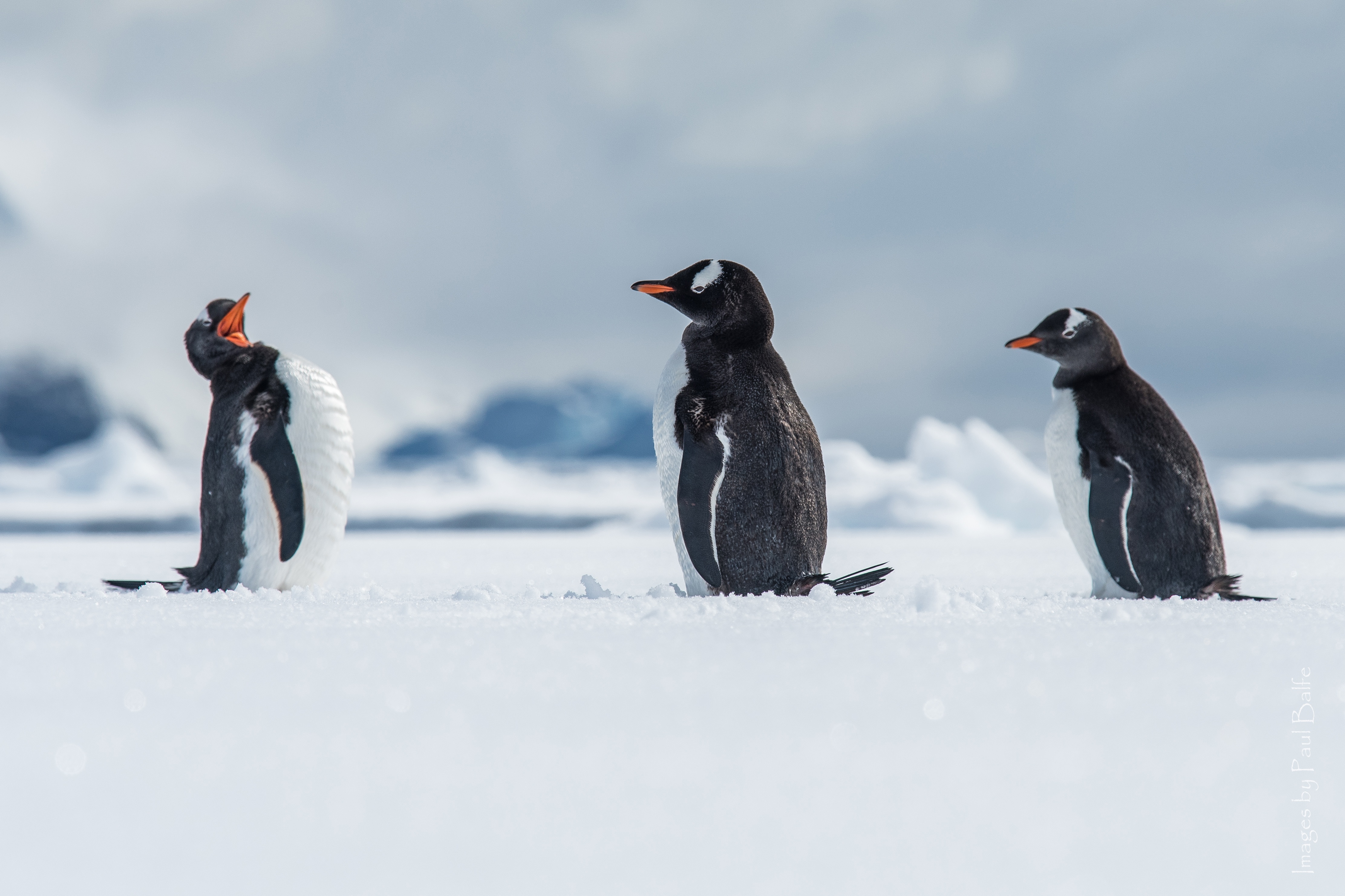 Free download wallpaper Birds, Snow, Animal, Penguin, Baby Animal on your PC desktop