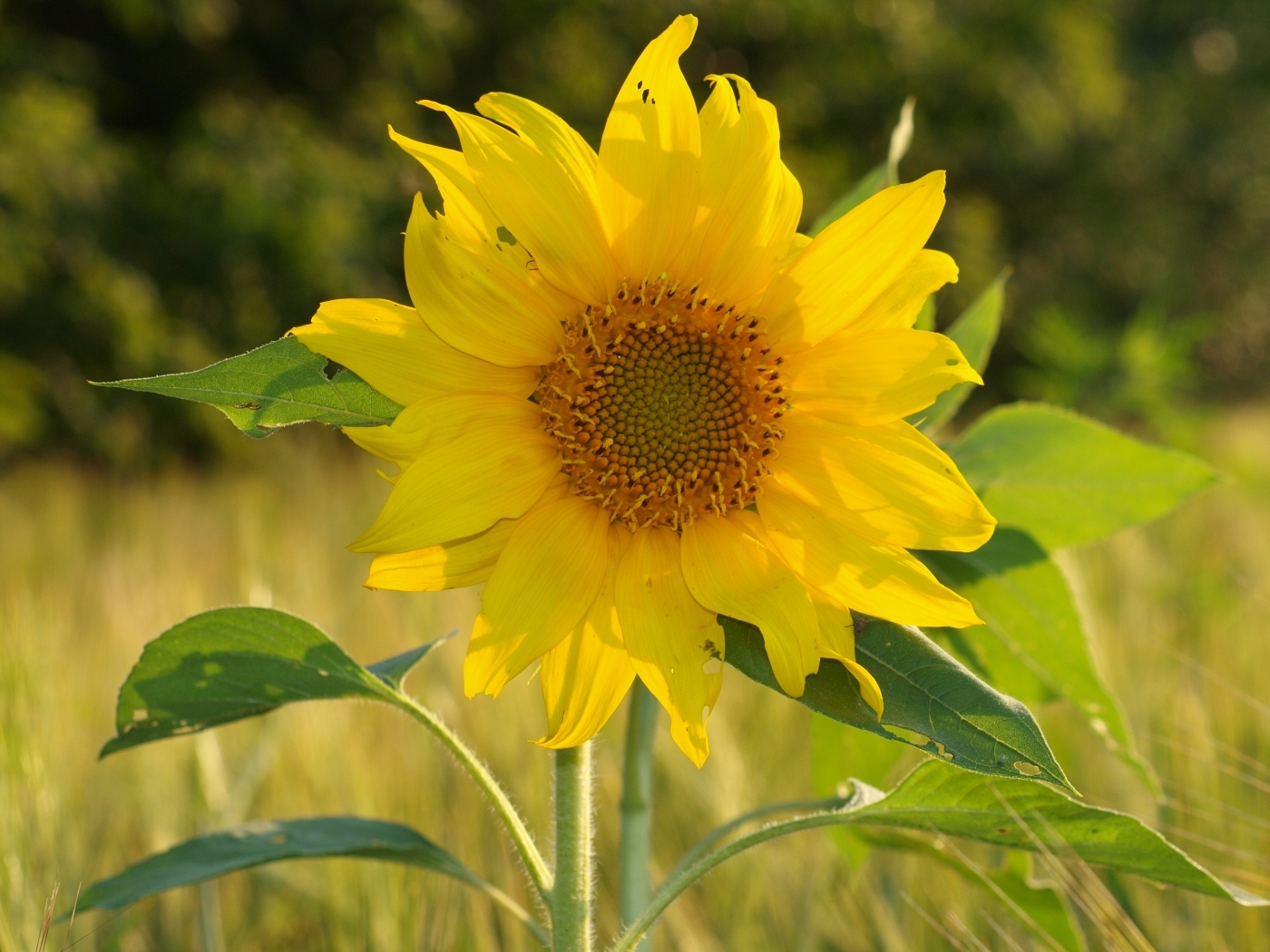 plants, flowers, sunflowers, yellow HD for desktop 1080p
