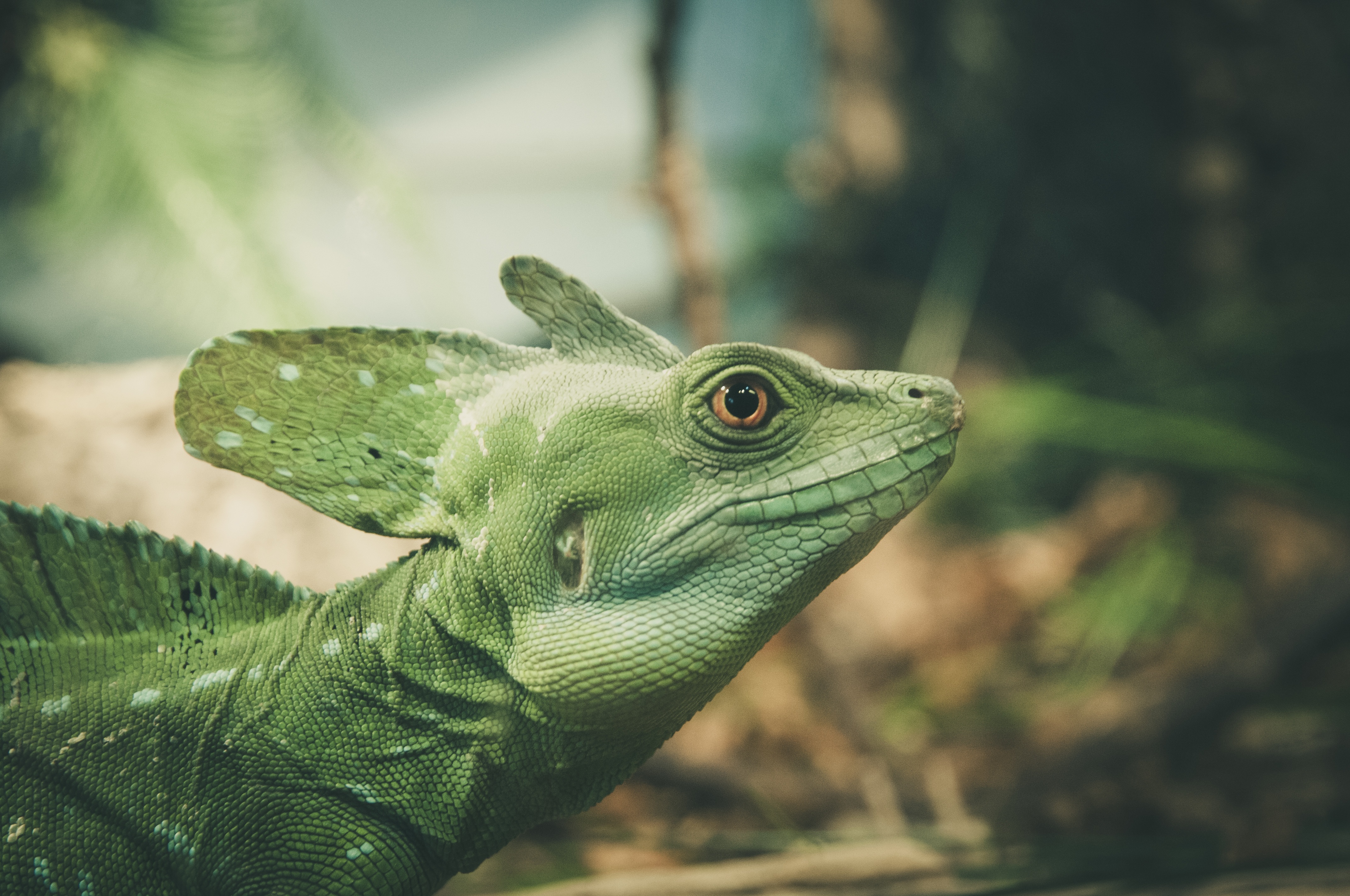 Free download wallpaper Animal, Basilisk, Lizard, Reptile, Reptiles on your PC desktop