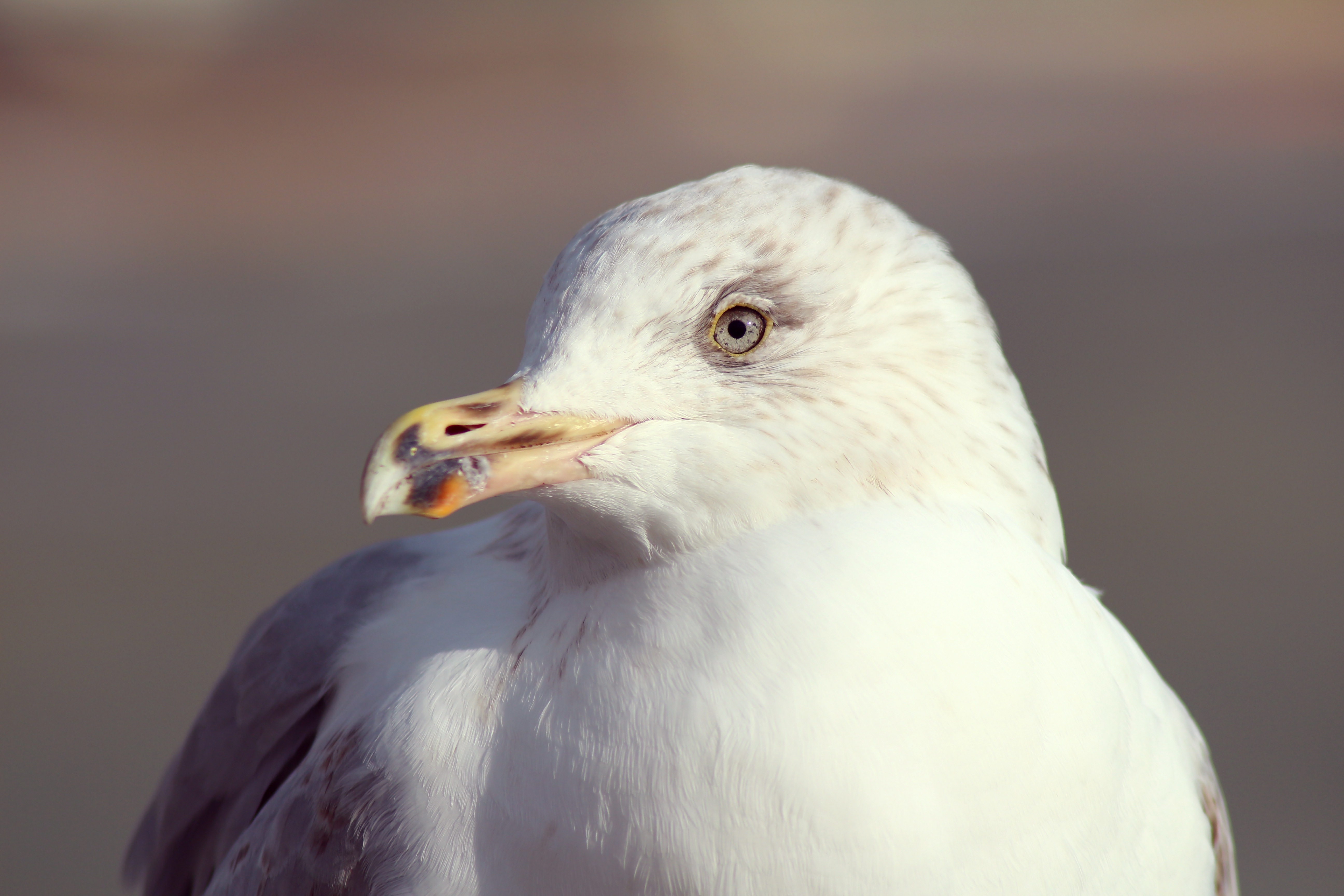 animals, bird, beak, gull, seagull Ultra HD, Free 4K, 32K