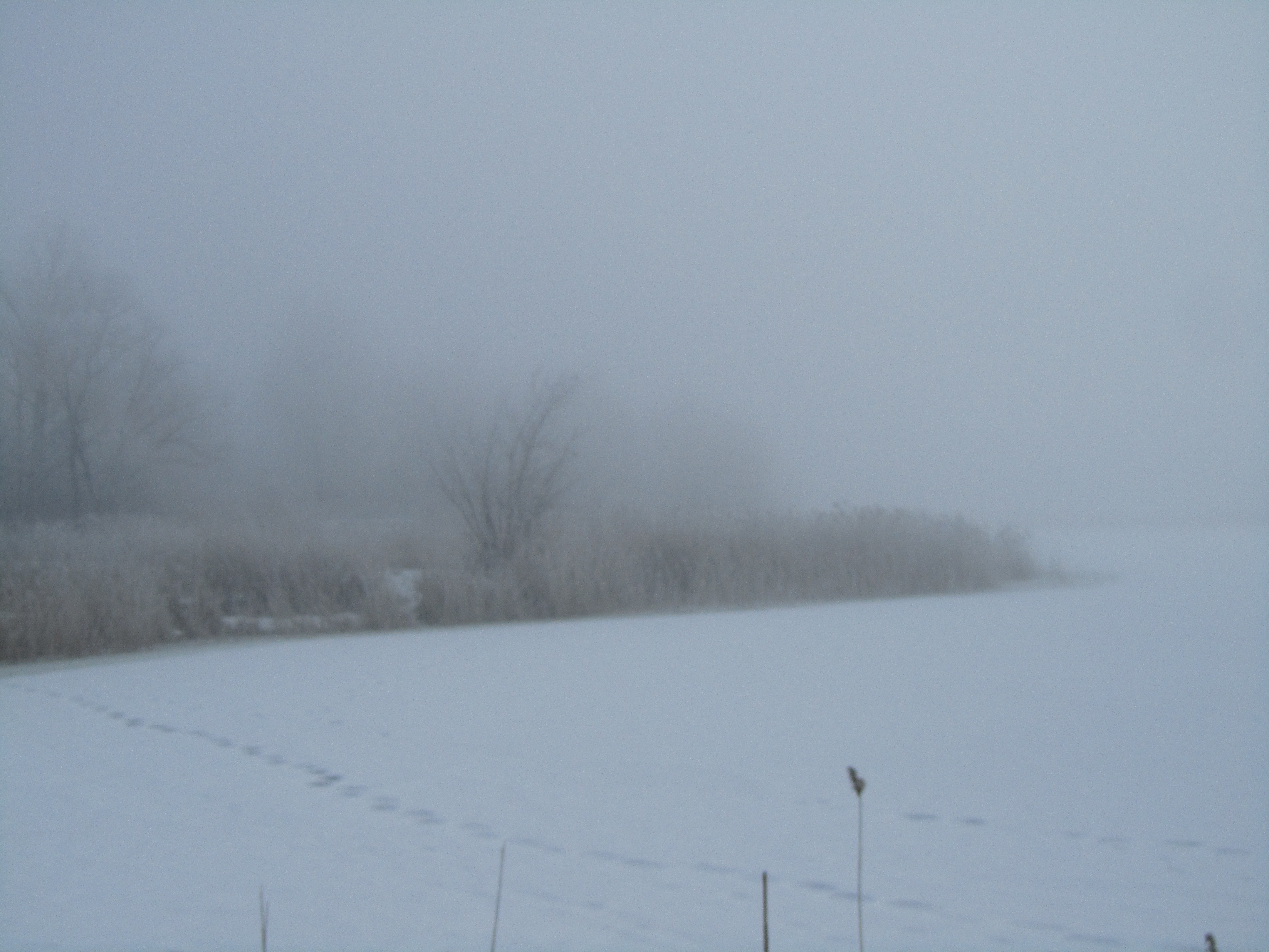 Téléchargez gratuitement l'image Brouillard, Terre/nature sur le bureau de votre PC