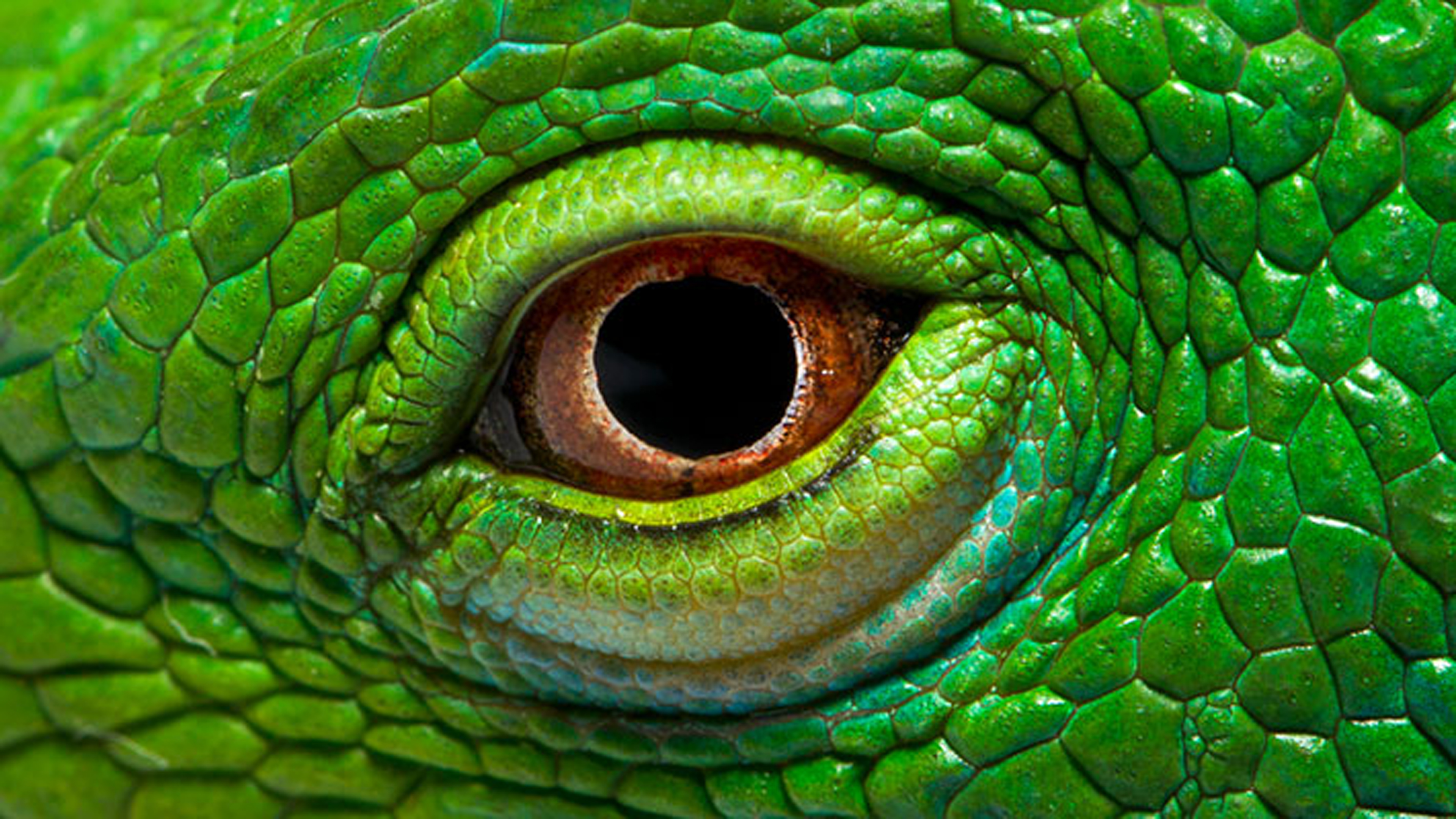 1505804 descargar imagen animales, iguana, ojo, verde, macro: fondos de pantalla y protectores de pantalla gratis