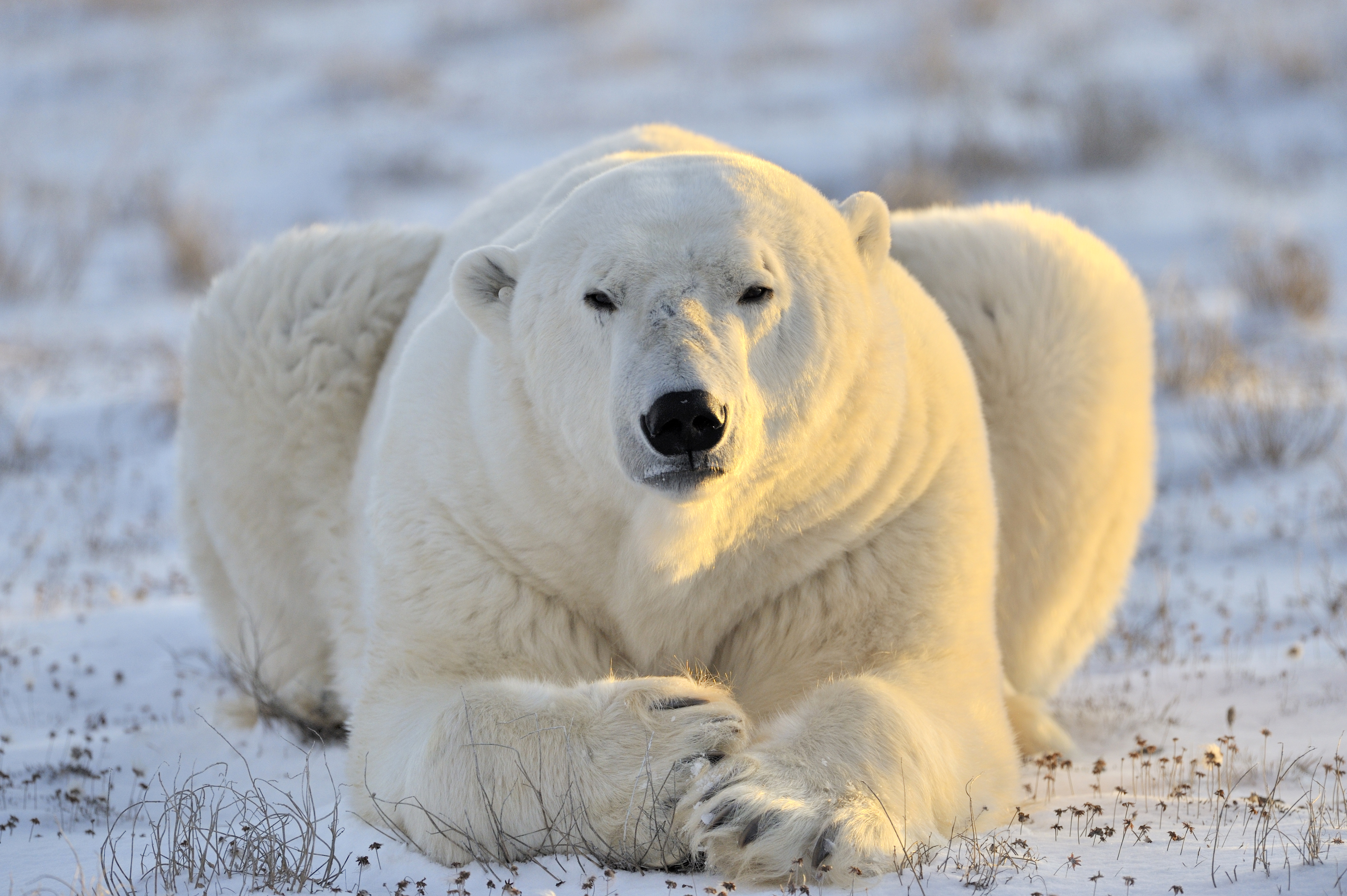 Free download wallpaper Bears, Animal, Polar Bear, Stare on your PC desktop