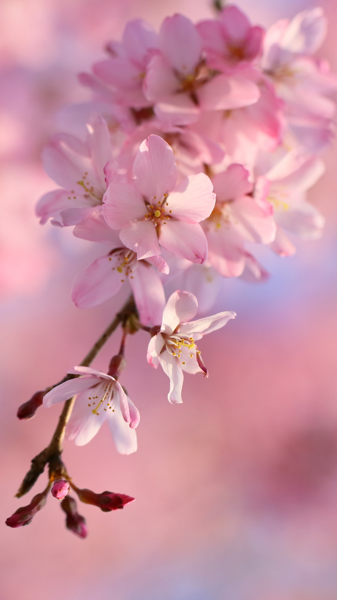 Скачать картинку Сакура, Весна, Земля/природа, Вишня В Цвету, Цветение Сакуры в телефон бесплатно.