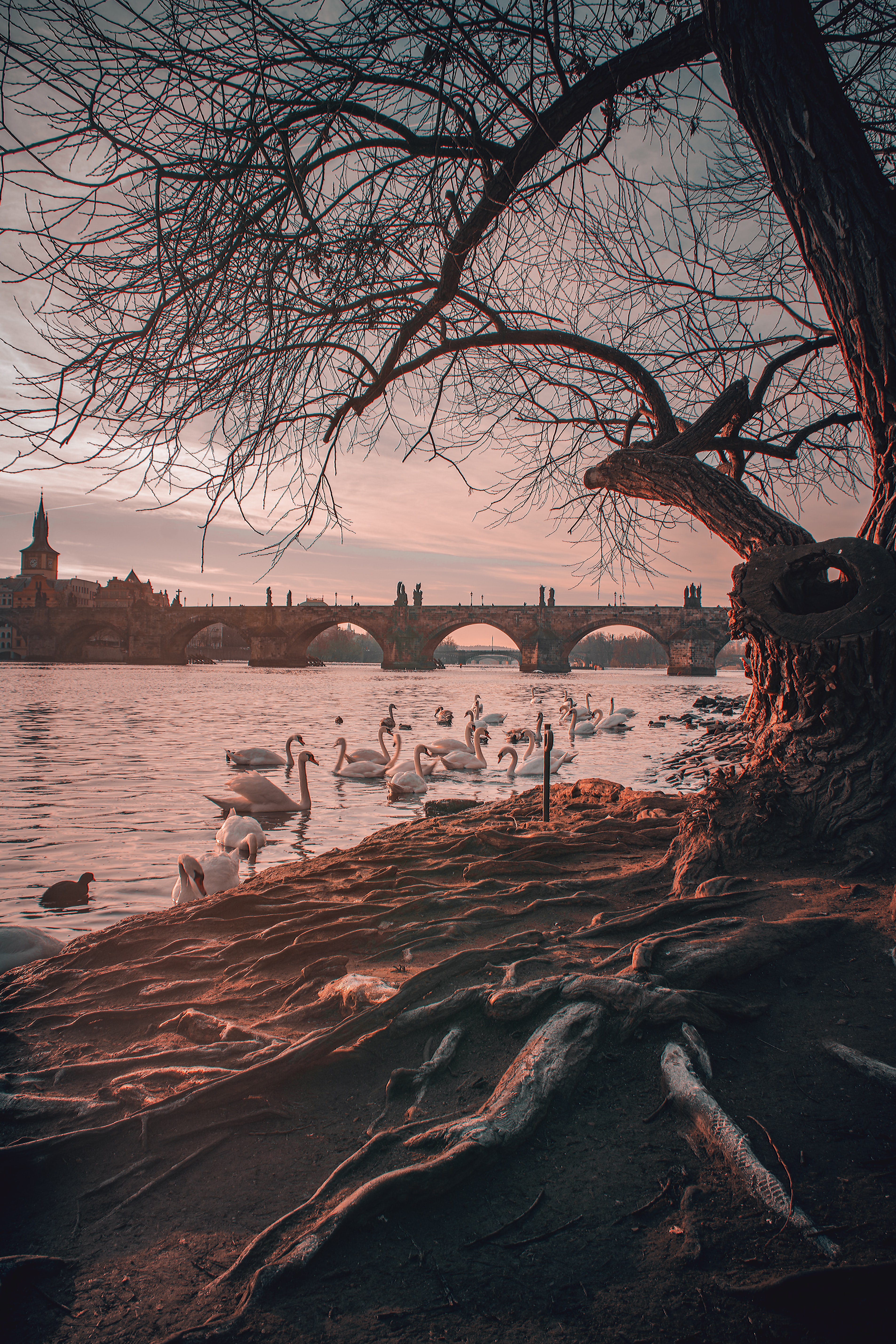 swans, nature, rivers, branches, bridge