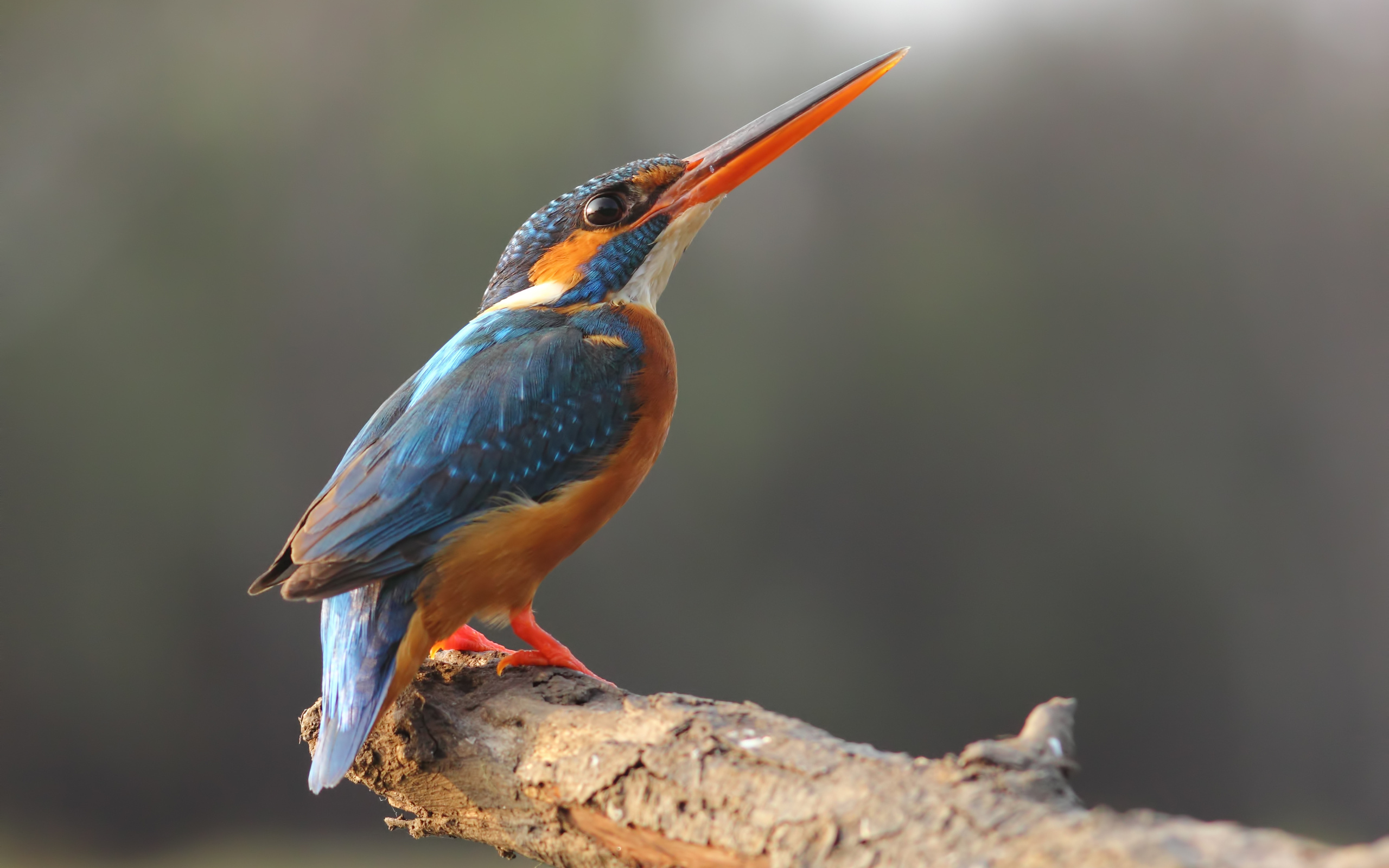 Baixar papel de parede para celular de Guarda Rios, Aves, Animais gratuito.