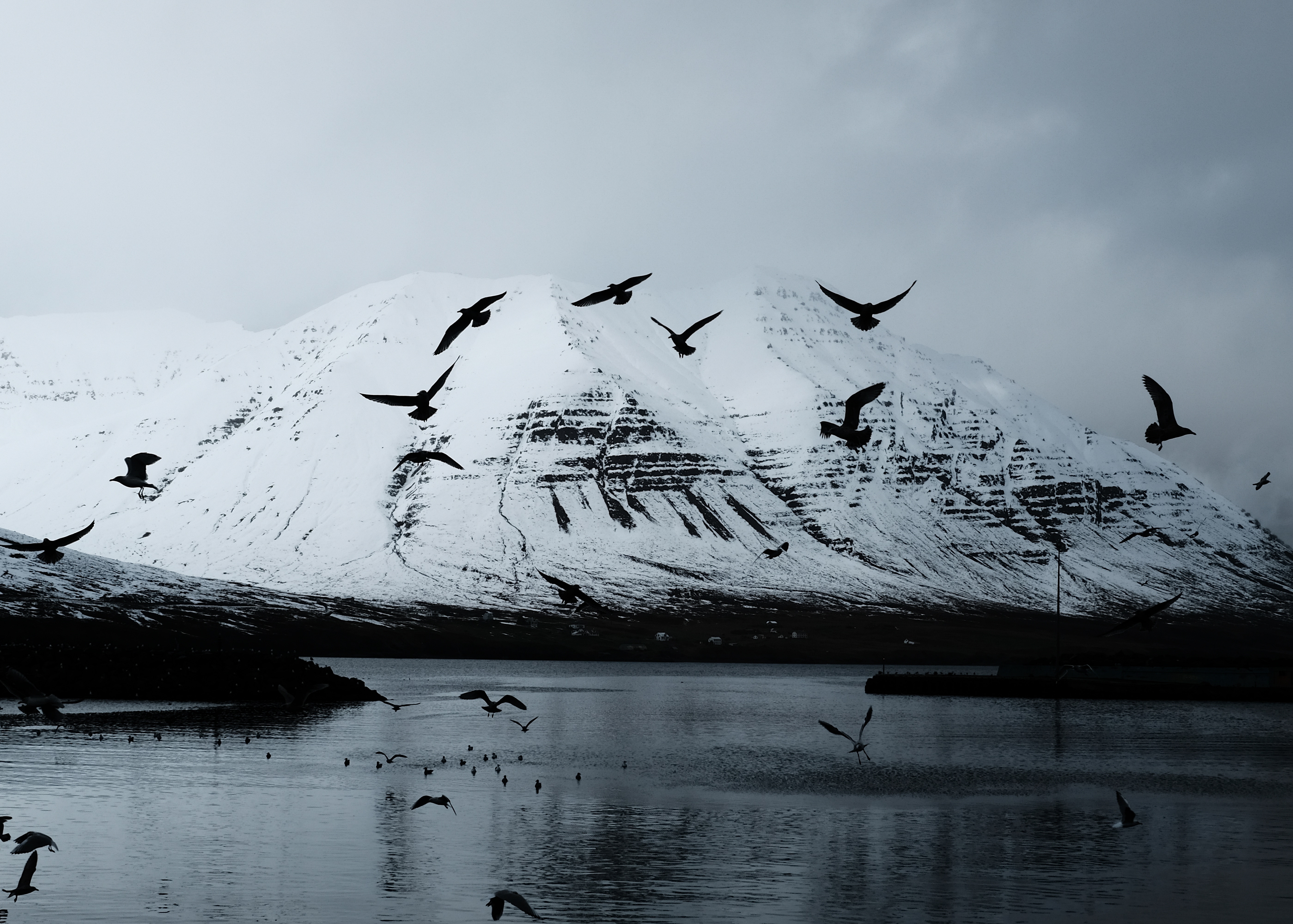 lake, nature, birds, snow, crows, mountain, glacier