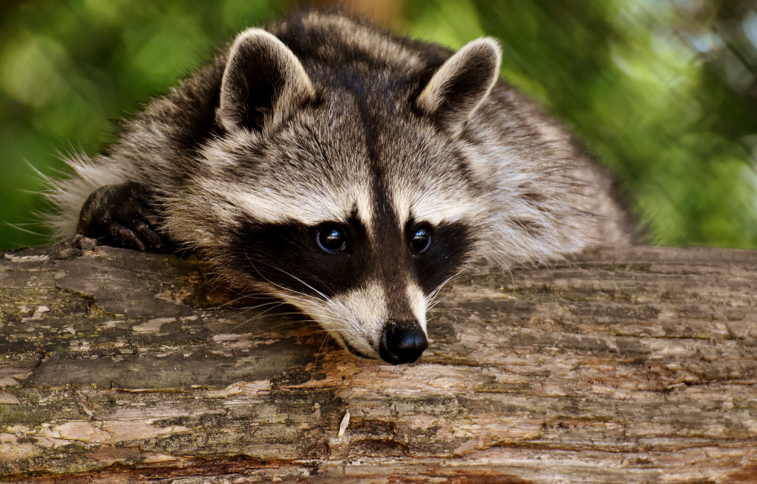 Handy-Wallpaper Tiere, Waschbär kostenlos herunterladen.