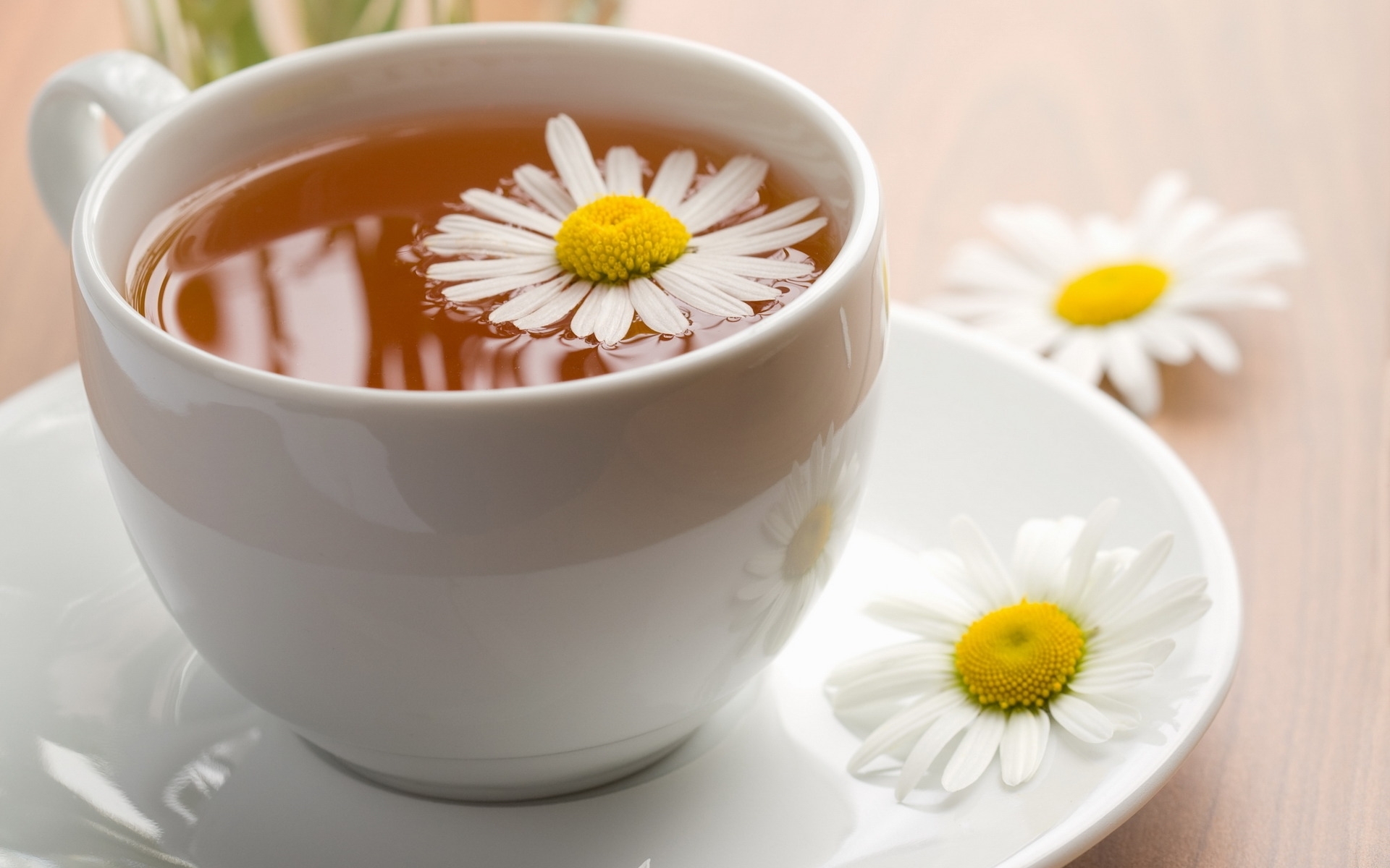 Free download wallpaper Objects, Camomile on your PC desktop