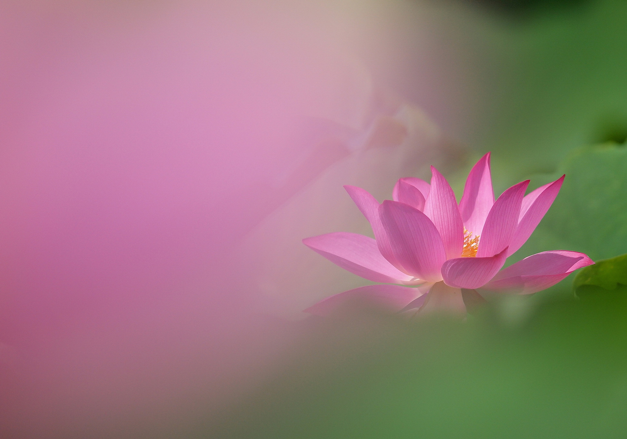 Laden Sie das Blumen, Lotus, Erde/natur-Bild kostenlos auf Ihren PC-Desktop herunter
