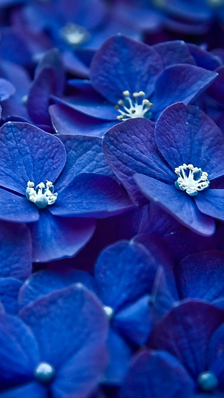 1084971 Bildschirmschoner und Hintergrundbilder Blumen auf Ihrem Telefon. Laden Sie  Bilder kostenlos herunter