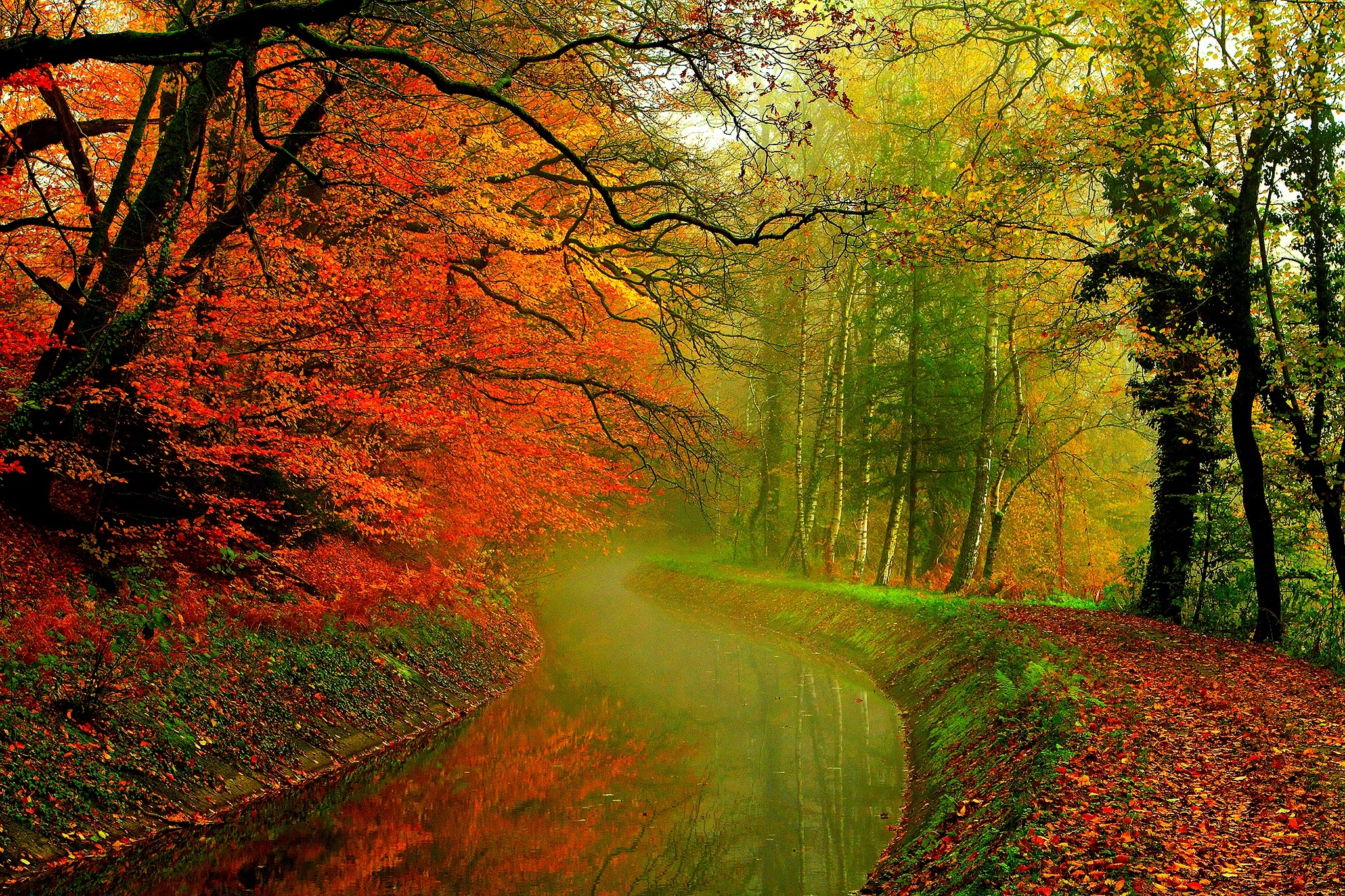 Download mobile wallpaper Forest, Tree, Fall, Earth, River for free.