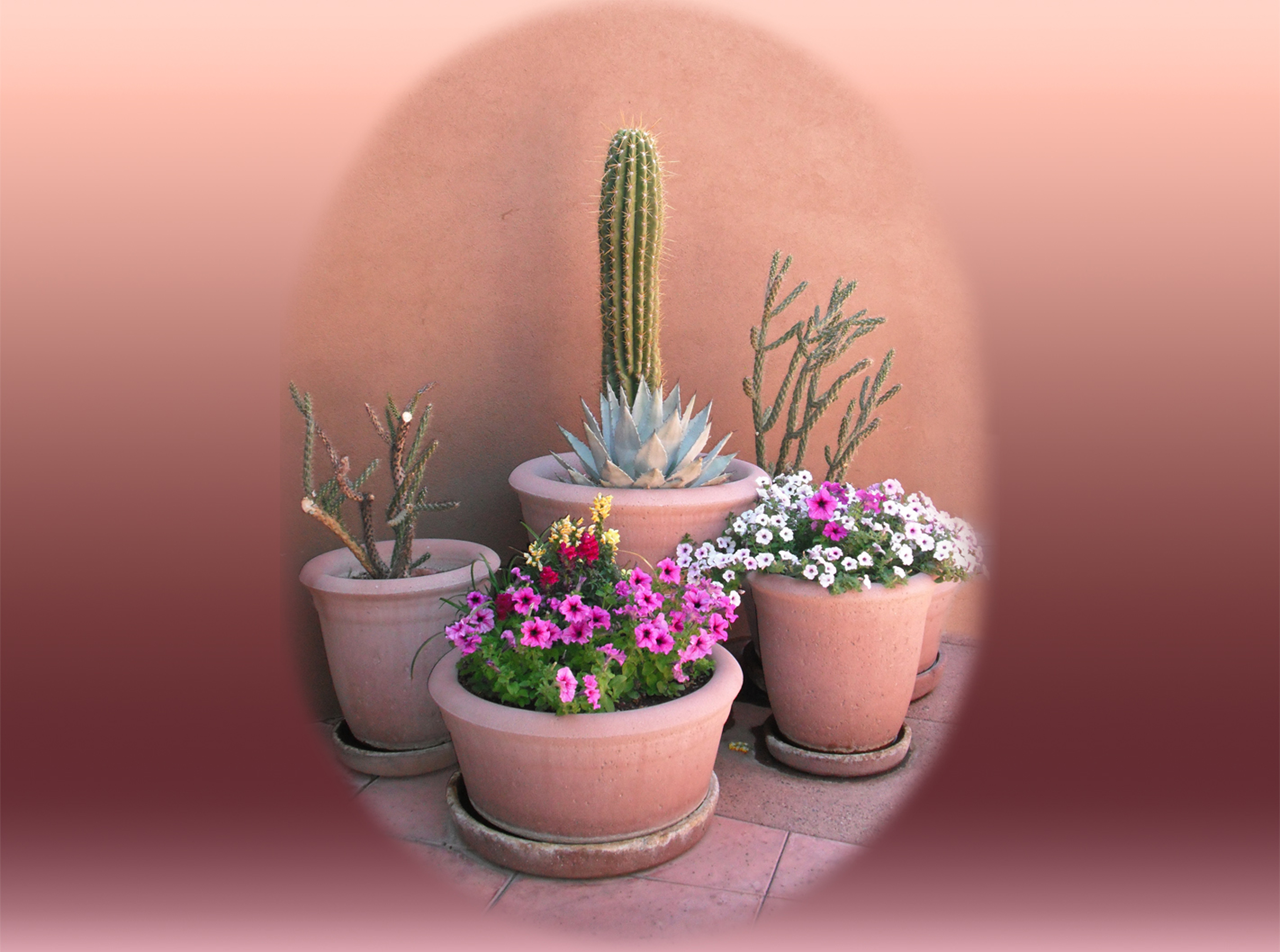 Téléchargez gratuitement l'image Cactus, Fleur, Terre/nature sur le bureau de votre PC