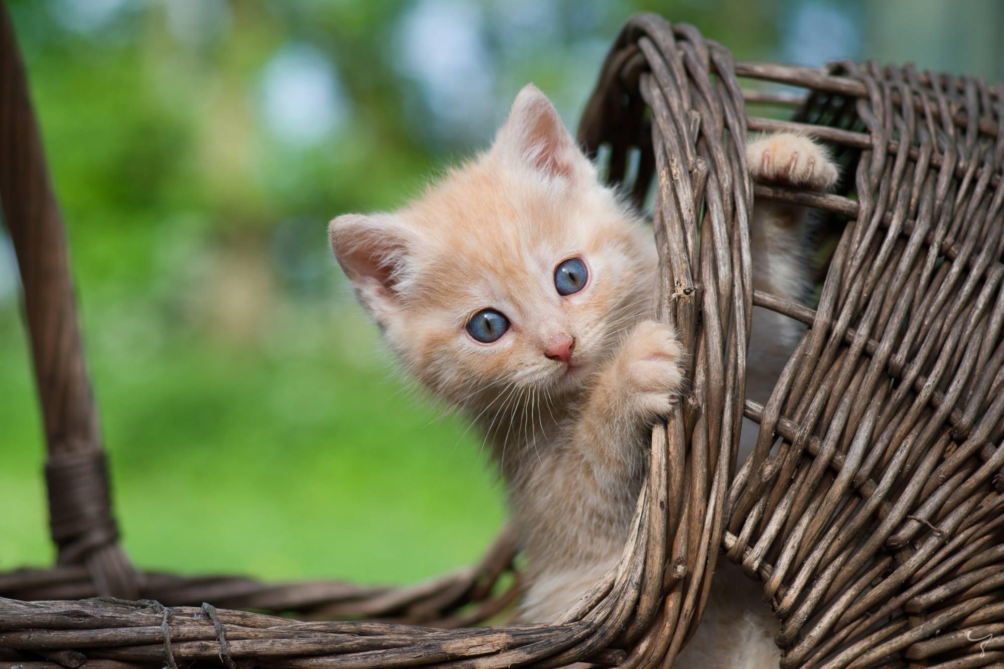 PCデスクトップに動物, ネコ, 猫, 子猫, 赤ちゃん動物画像を無料でダウンロード