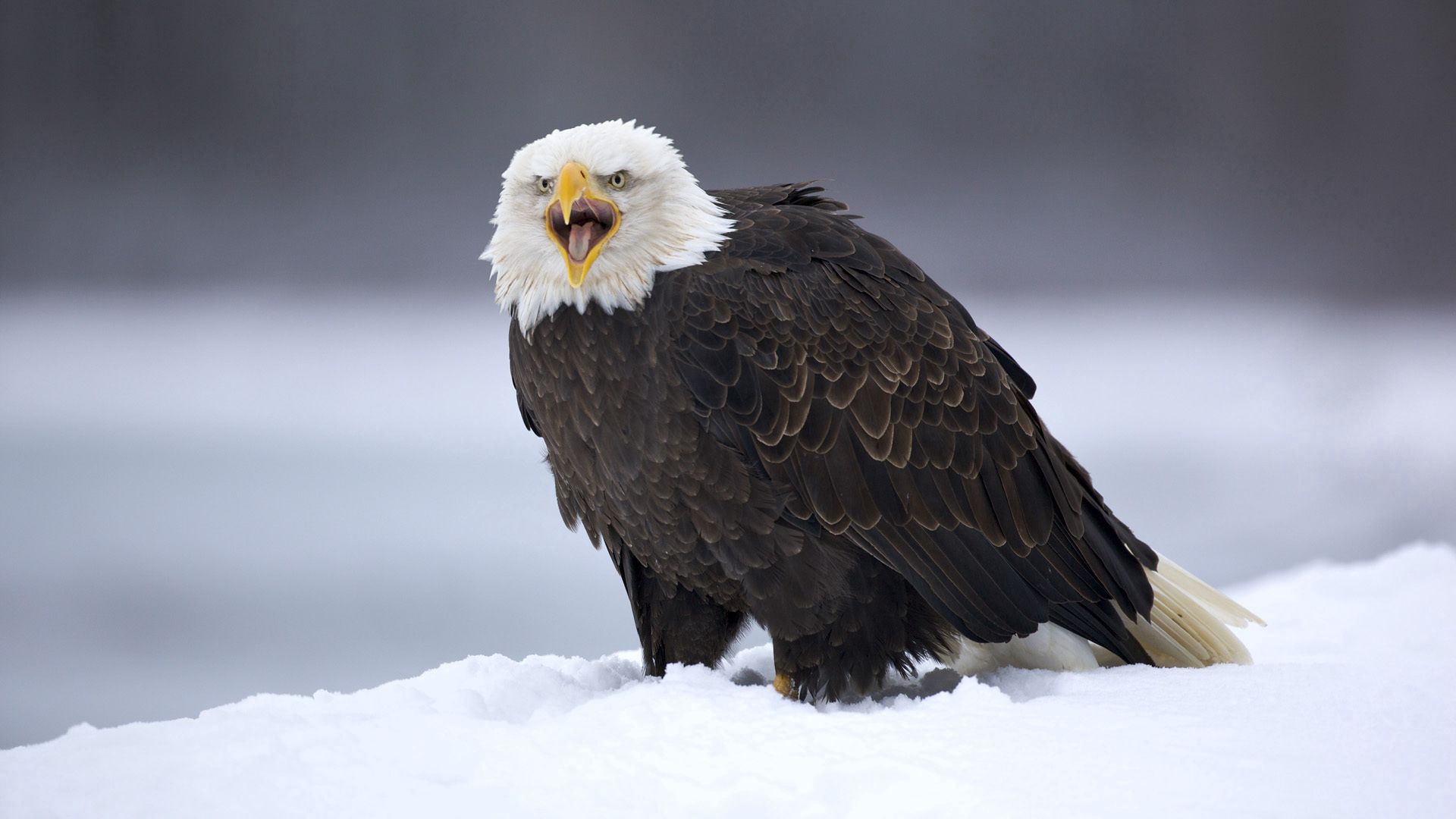 Windows Backgrounds eagle, animals, snow, feather, bird, predator