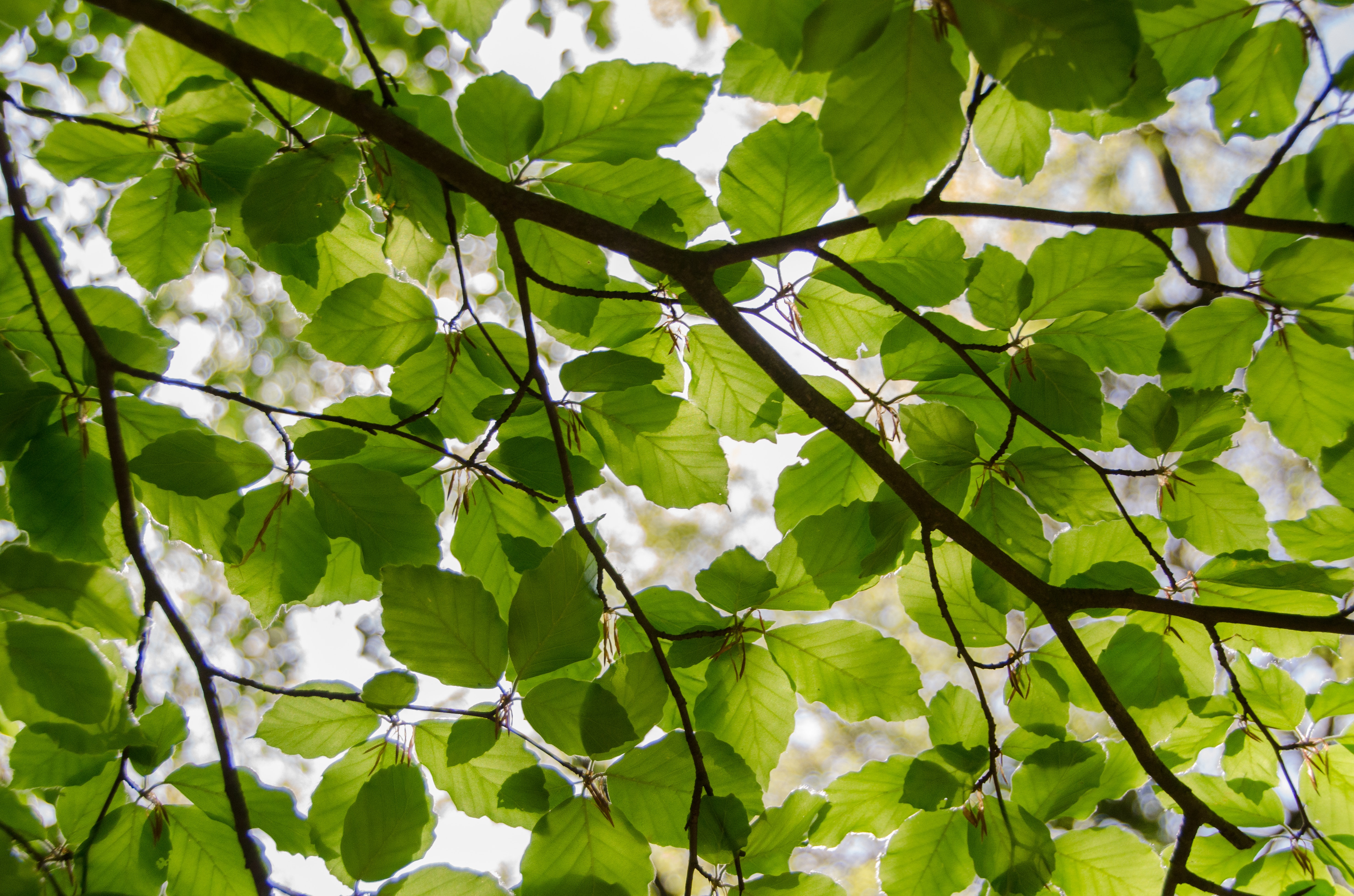 Free download wallpaper Leaf, Branch, Earth, Greenery on your PC desktop