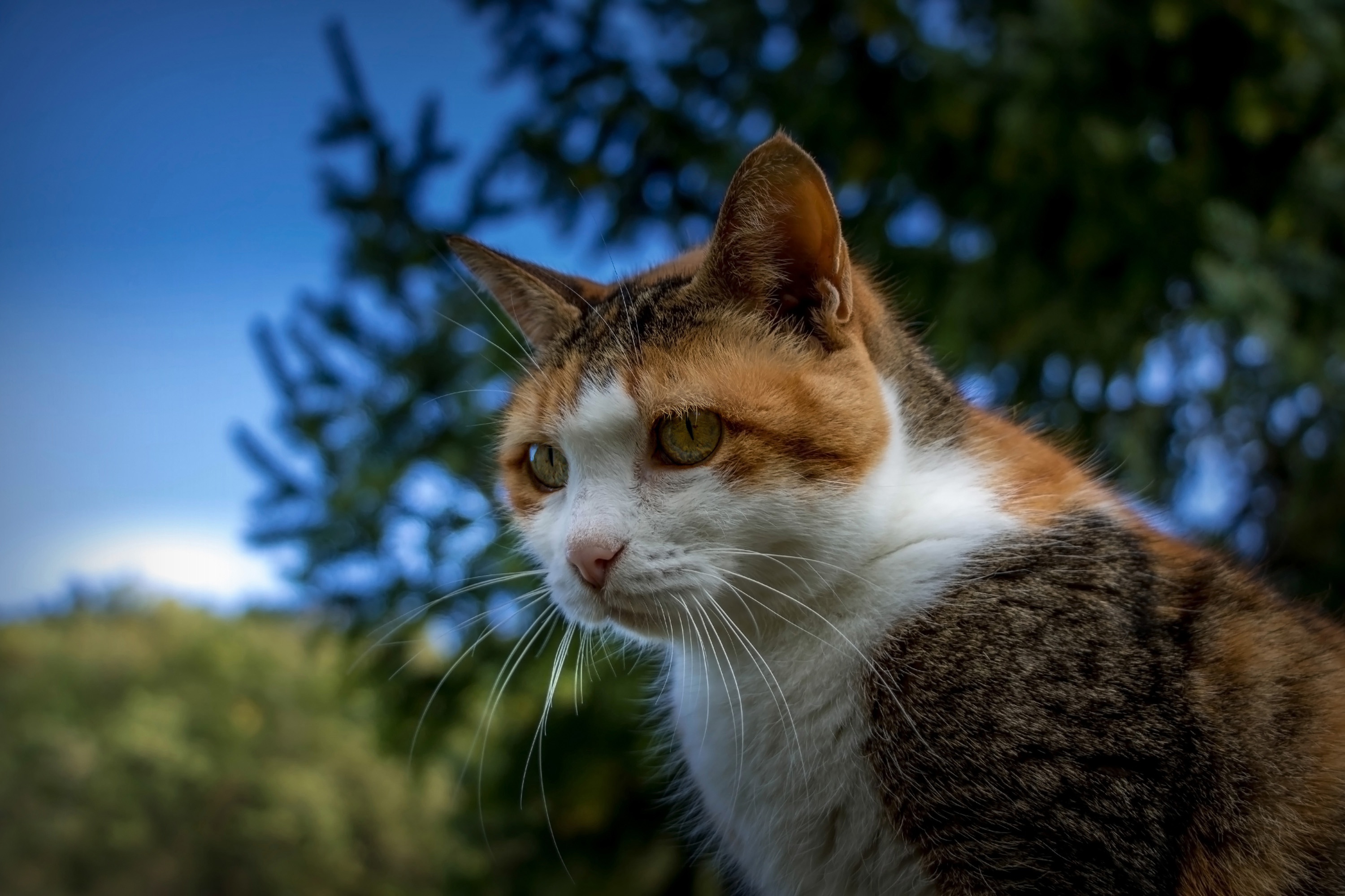 Baixe gratuitamente a imagem Gato, Gatos, Animais na área de trabalho do seu PC