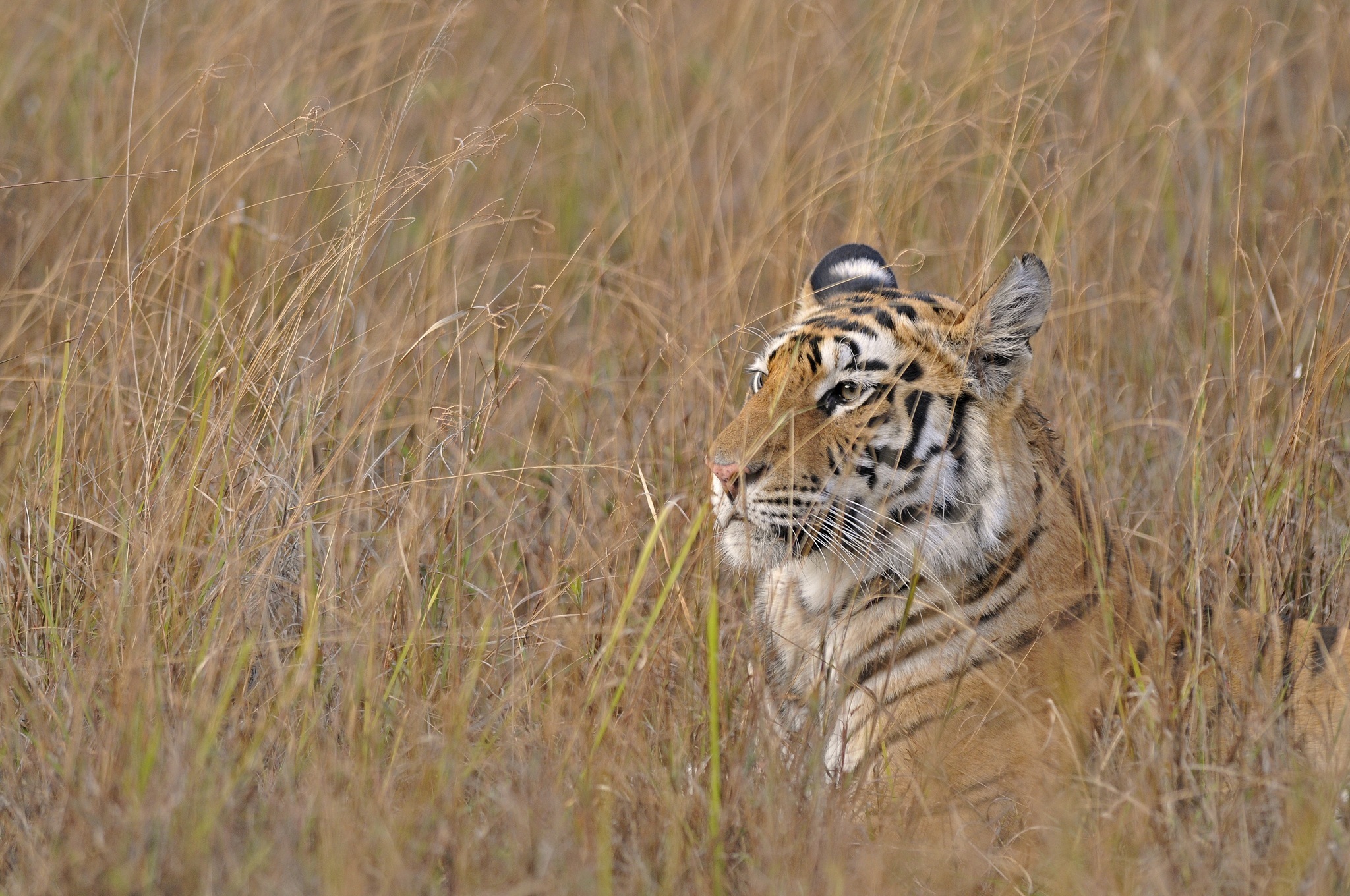 Descarga gratuita de fondo de pantalla para móvil de Gatos, Animales, Tigre.