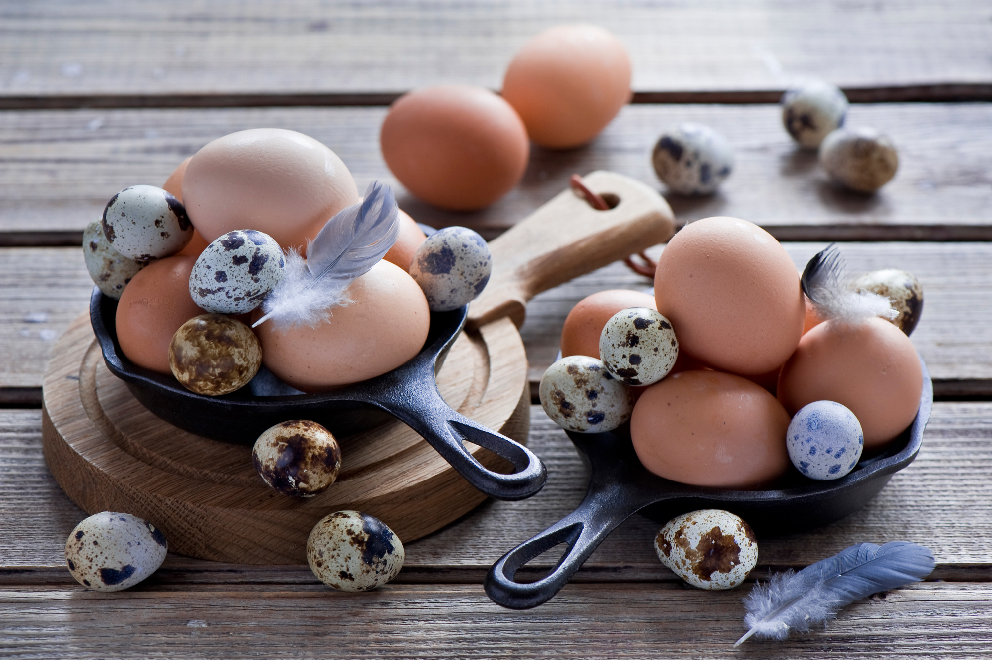 eggs, food, feather, chicken eggs, quail eggs