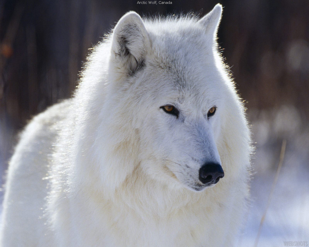 Die besten Arktischer Wolf-Hintergründe für den Telefonbildschirm
