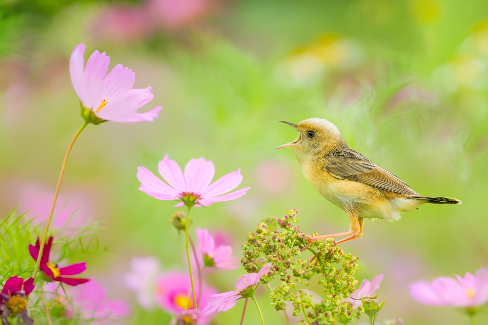 Download mobile wallpaper Birds, Flower, Bird, Blur, Animal, Pink Flower for free.